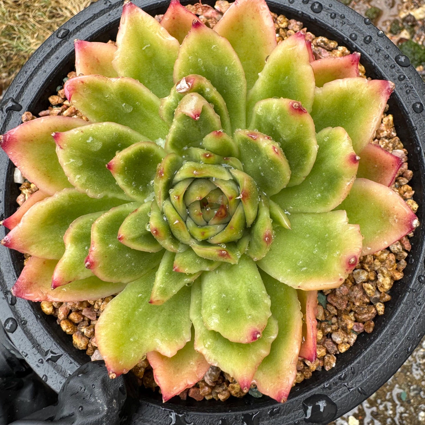 New! Echeveria  ‘spring rain ’ , big single head,   high quality, 3.8inches, Imported Rare Succulent, live plant, gift