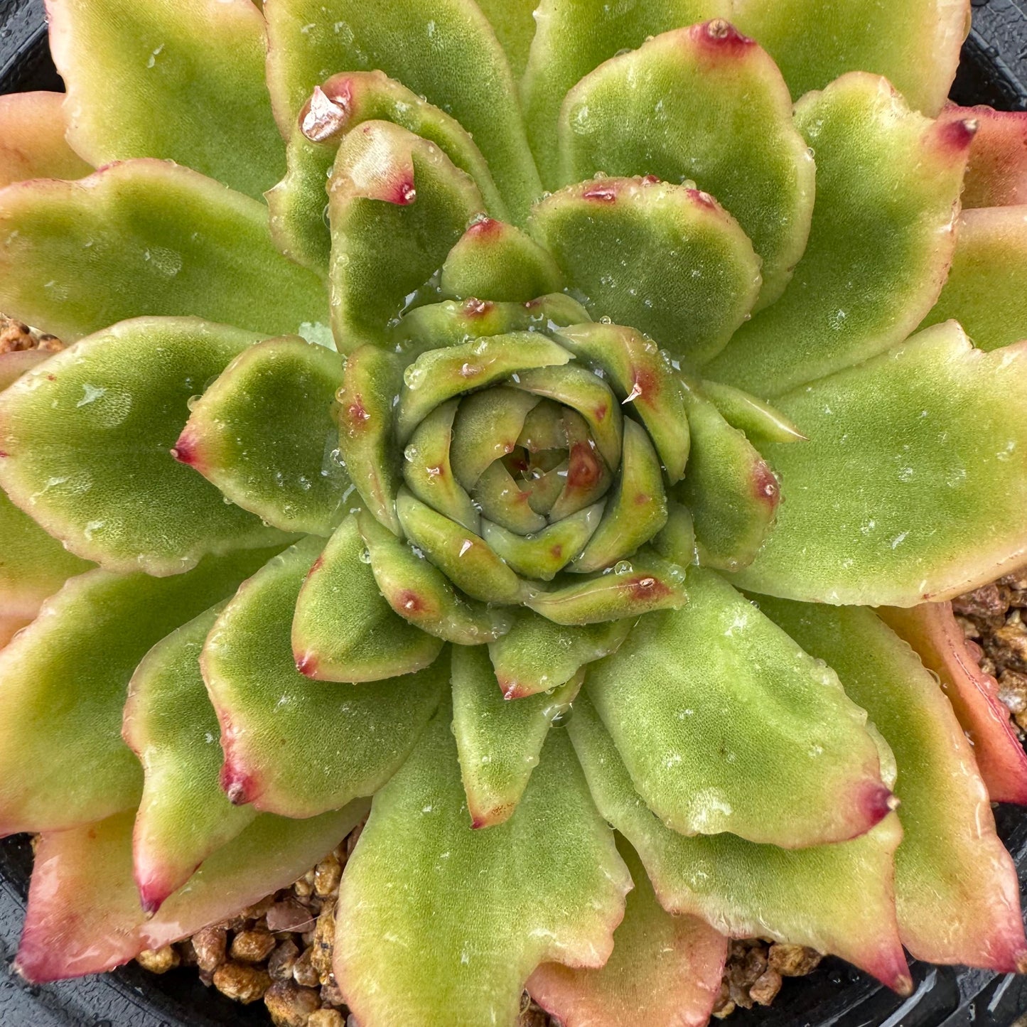 New! Echeveria  ‘spring rain ’ , big single head,   high quality, 3.8inches, Imported Rare Succulent, live plant, gift