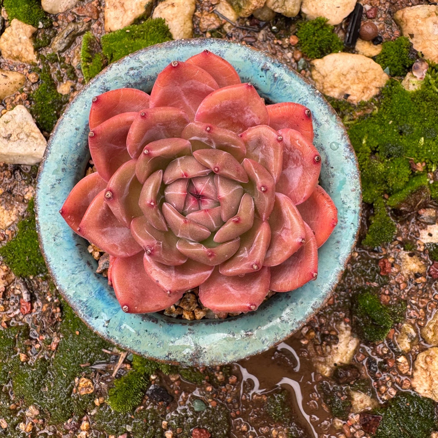 Echeveria 'champagne’,  single head, 2.2inches, high quality, nice color, Bare Root, Imported Rare Succulent