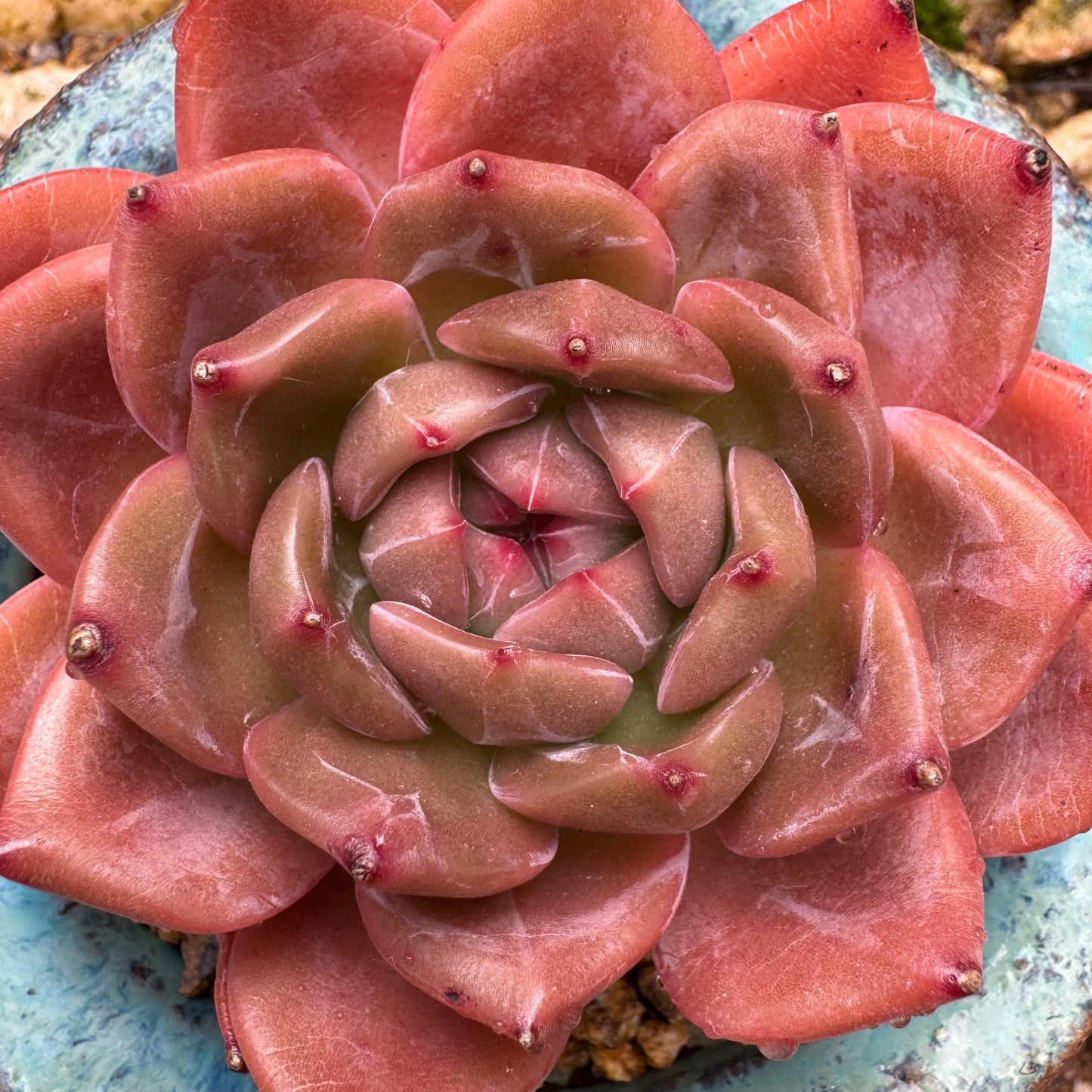 Echeveria 'champagne’,  single head, 2.2inches, high quality, nice color, Bare Root, Imported Rare Succulent