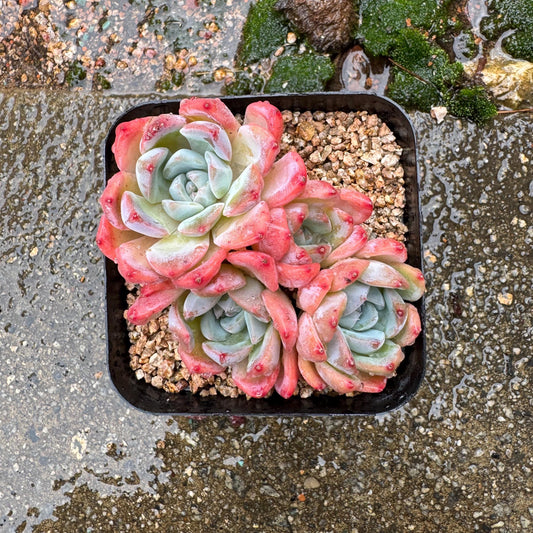 Echeveria' Alba Beauty sp. ', 4heads,   3.3inches, nice color, great quality,  Bare Root, Imported Rare Succulent, gift