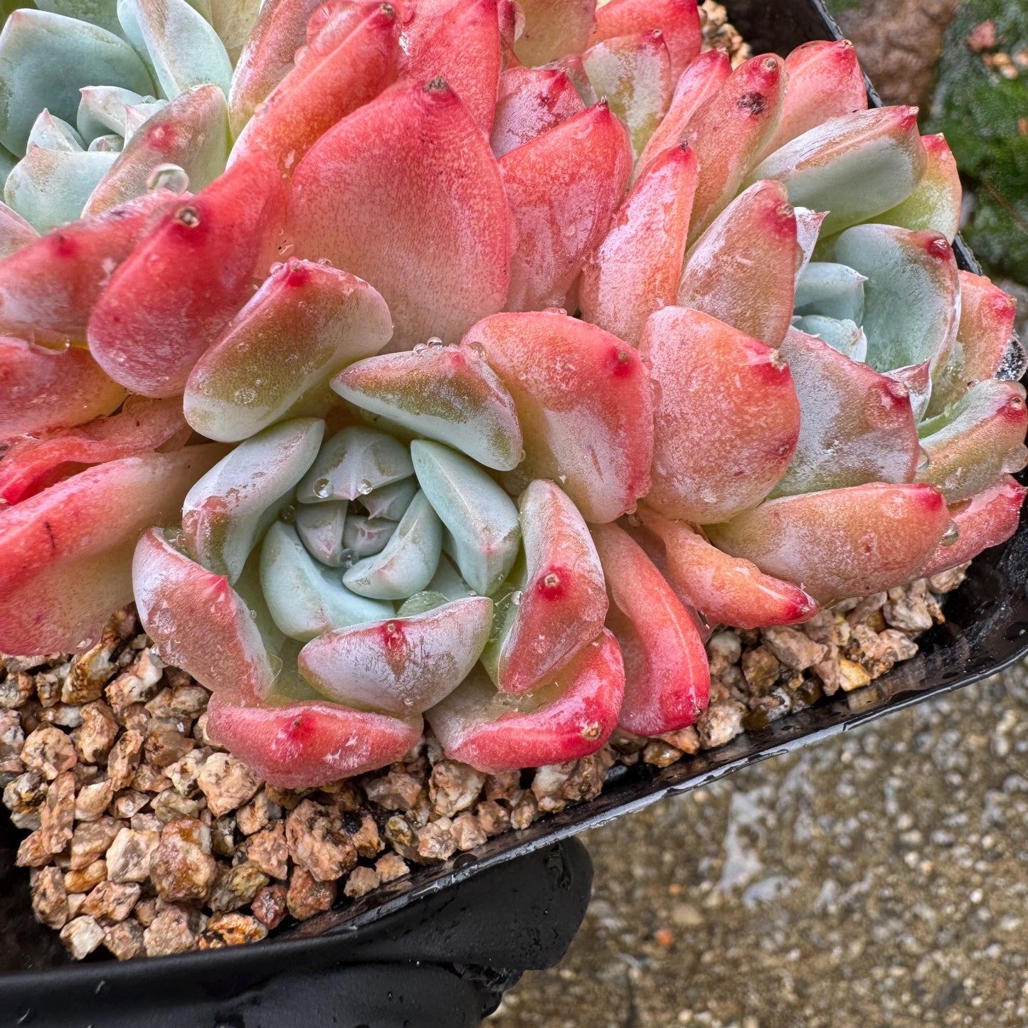 Echeveria' Alba Beauty sp. ', 4heads,   3.3inches, nice color, great quality,  Bare Root, Imported Rare Succulent, gift