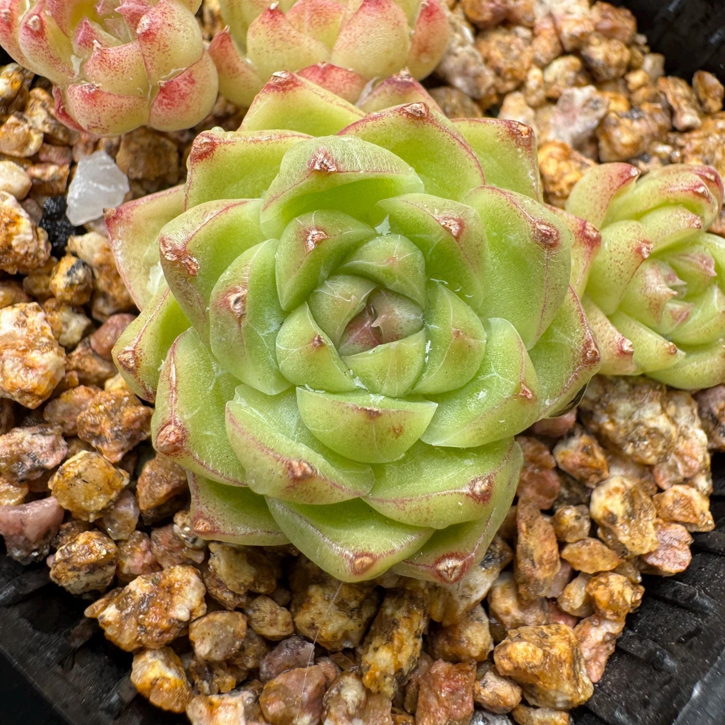 Echeveria  'malgan sp', tiny cluster, 4heads, 2.3inches,  great quality,  Bare Root, Imported Rare Succulent, gift