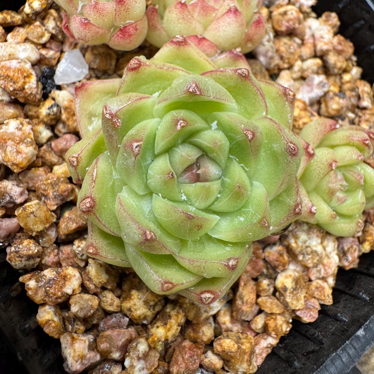 Echeveria  'malgan sp', tiny cluster, 4heads, 2.3inches,  great quality,  Bare Root, Imported Rare Succulent, gift