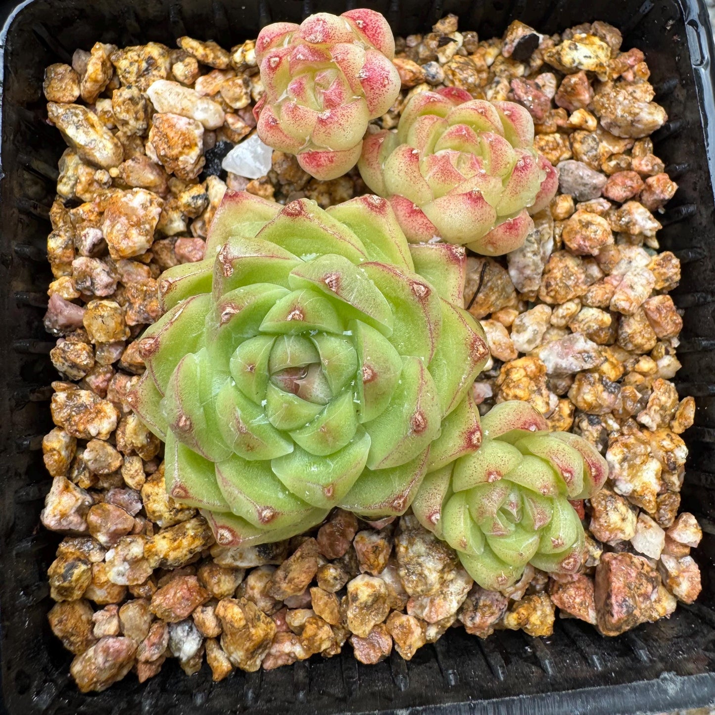 Echeveria  'malgan sp', tiny cluster, 4heads, 2.3inches,  great quality,  Bare Root, Imported Rare Succulent, gift