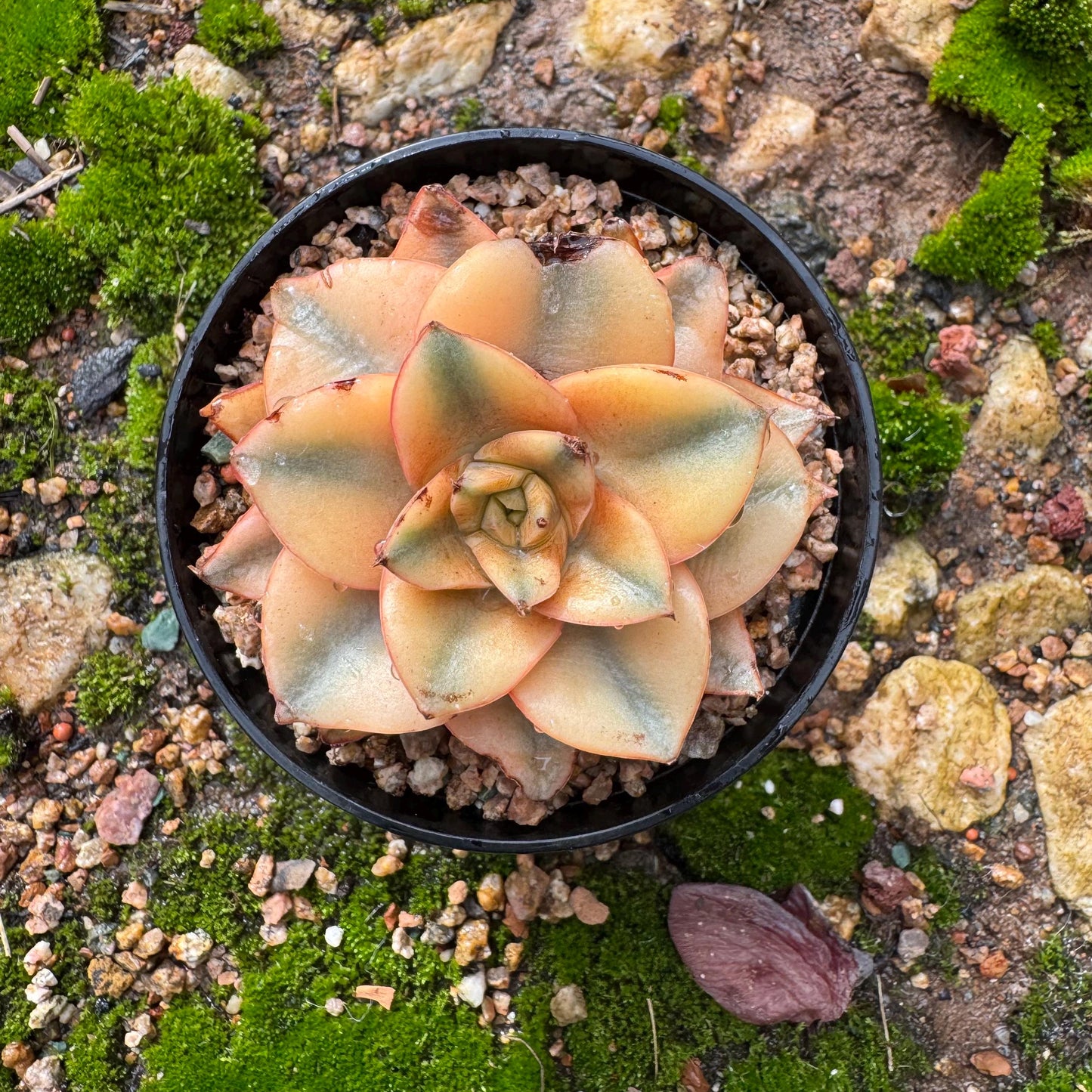 Echeveria 'Monocerotis full variegated ’ ,a little scar on the leaf , small size , 2inches,  high quality, nice color