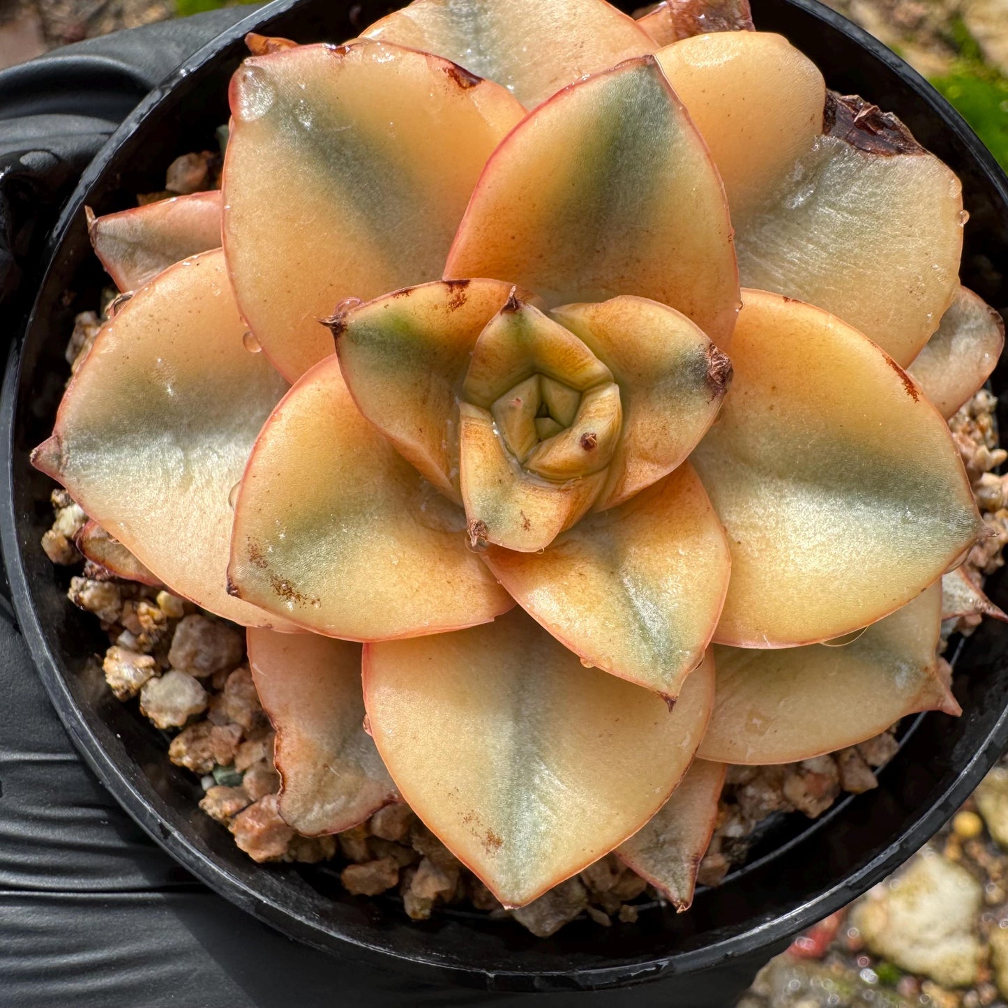 Echeveria 'Monocerotis full variegated ’ ,a little scar on the leaf , small size , 2inches,  high quality, nice color