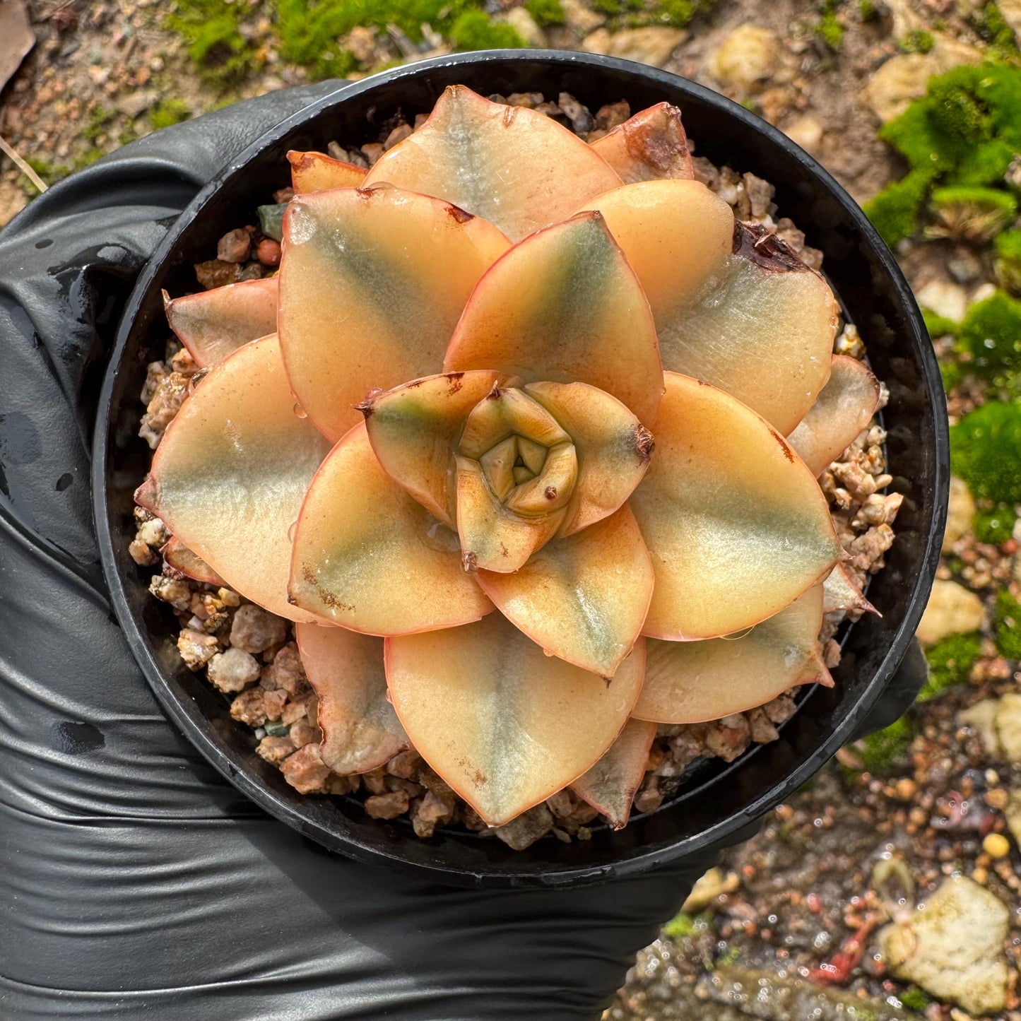 Echeveria 'Monocerotis full variegated ’ ,a little scar on the leaf , small size , 2inches,  high quality, nice color