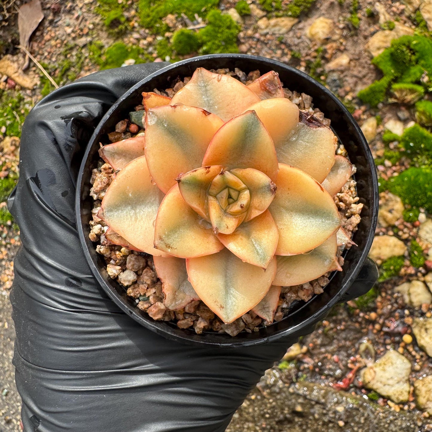 Echeveria 'Monocerotis full variegated ’ ,a little scar on the leaf , small size , 2inches,  high quality, nice color