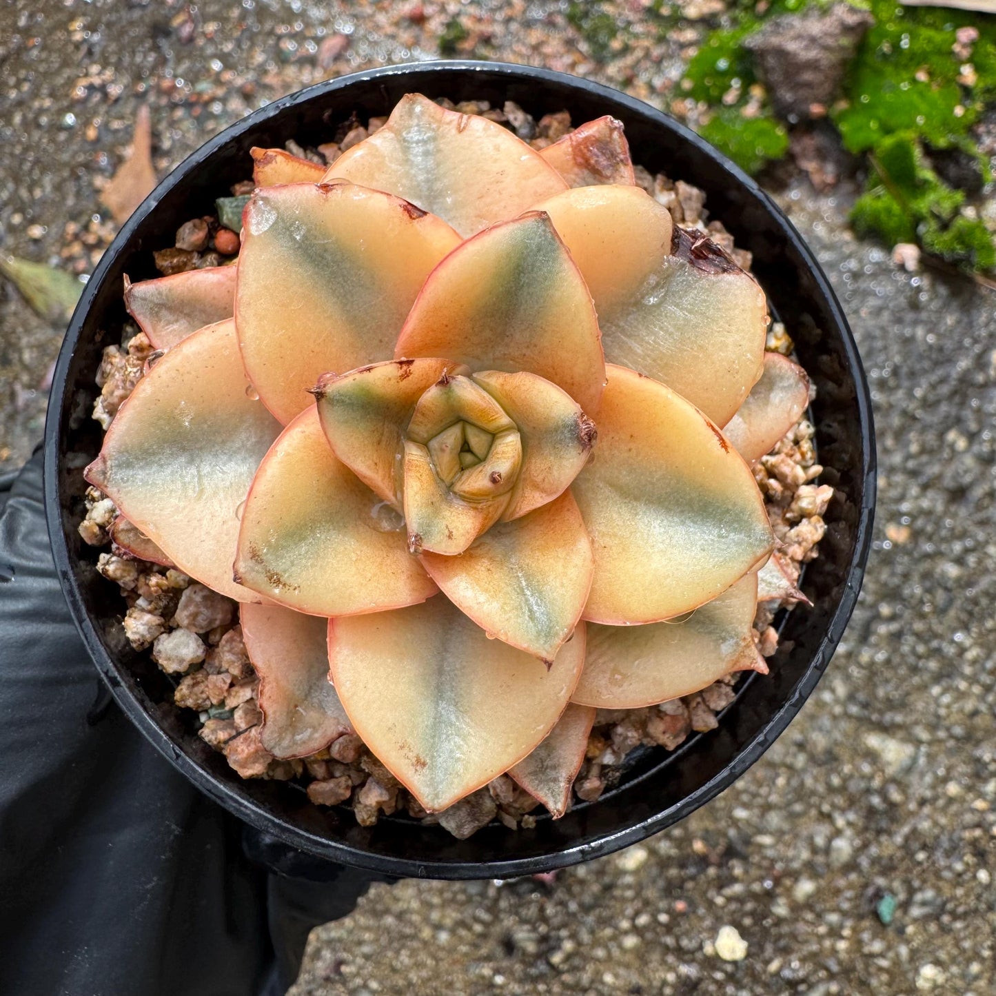 Echeveria 'Monocerotis full variegated ’ ,a little scar on the leaf , small size , 2inches,  high quality, nice color