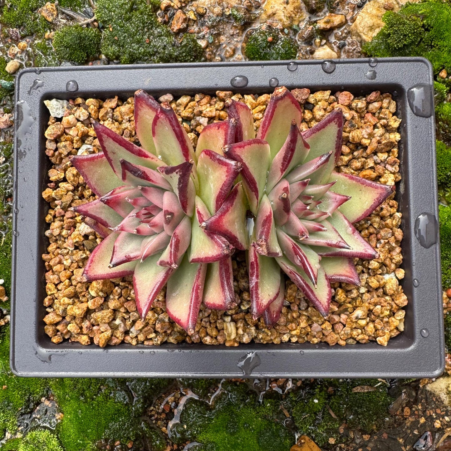 Echeveri agavoides 'Ebony',  4inches, 2 heads, nice color , Bare Root, Imported Rare Succulent