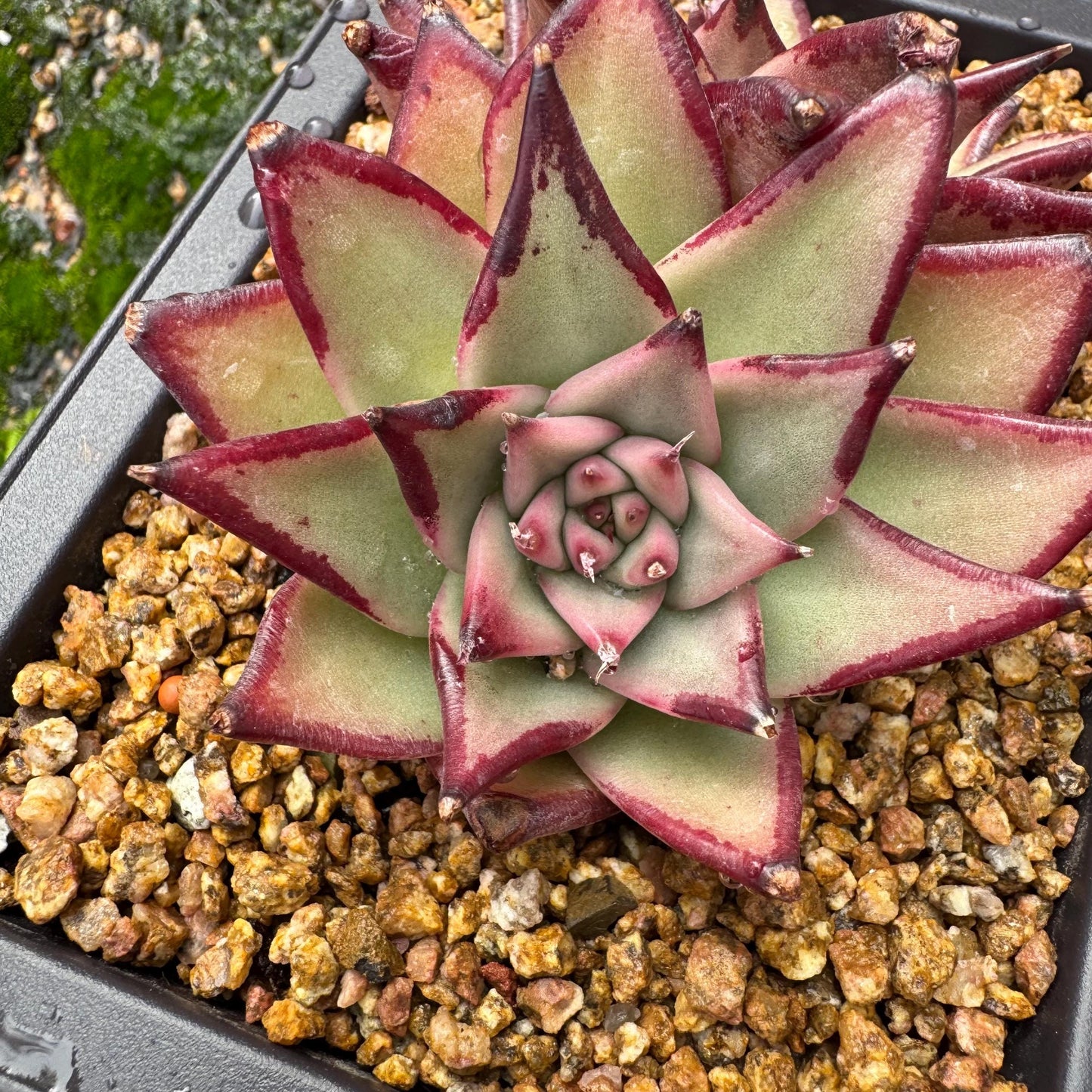 Echeveri agavoides 'Ebony',  4inches, 2 heads, nice color , Bare Root, Imported Rare Succulent