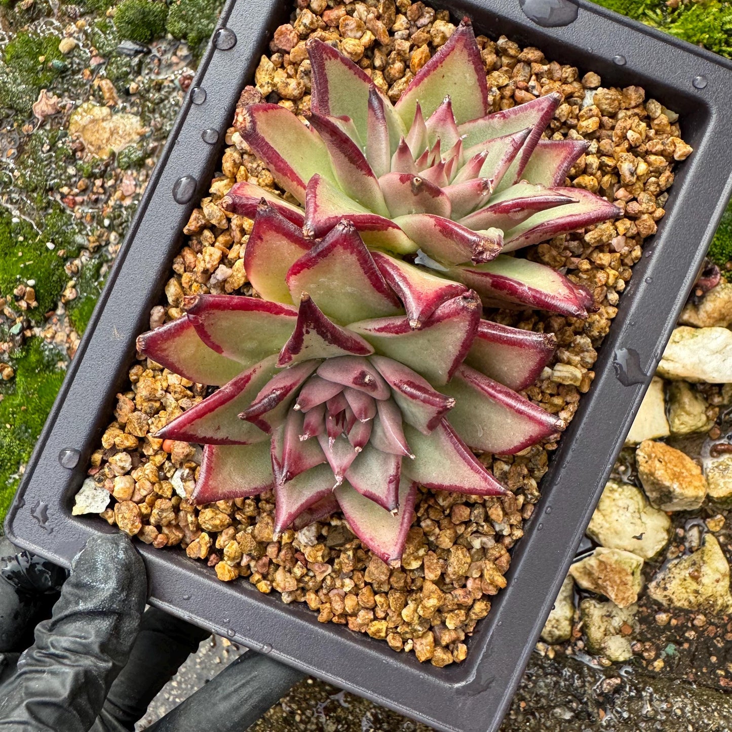 Echeveri agavoides 'Ebony',  4inches, 2 heads, nice color , Bare Root, Imported Rare Succulent