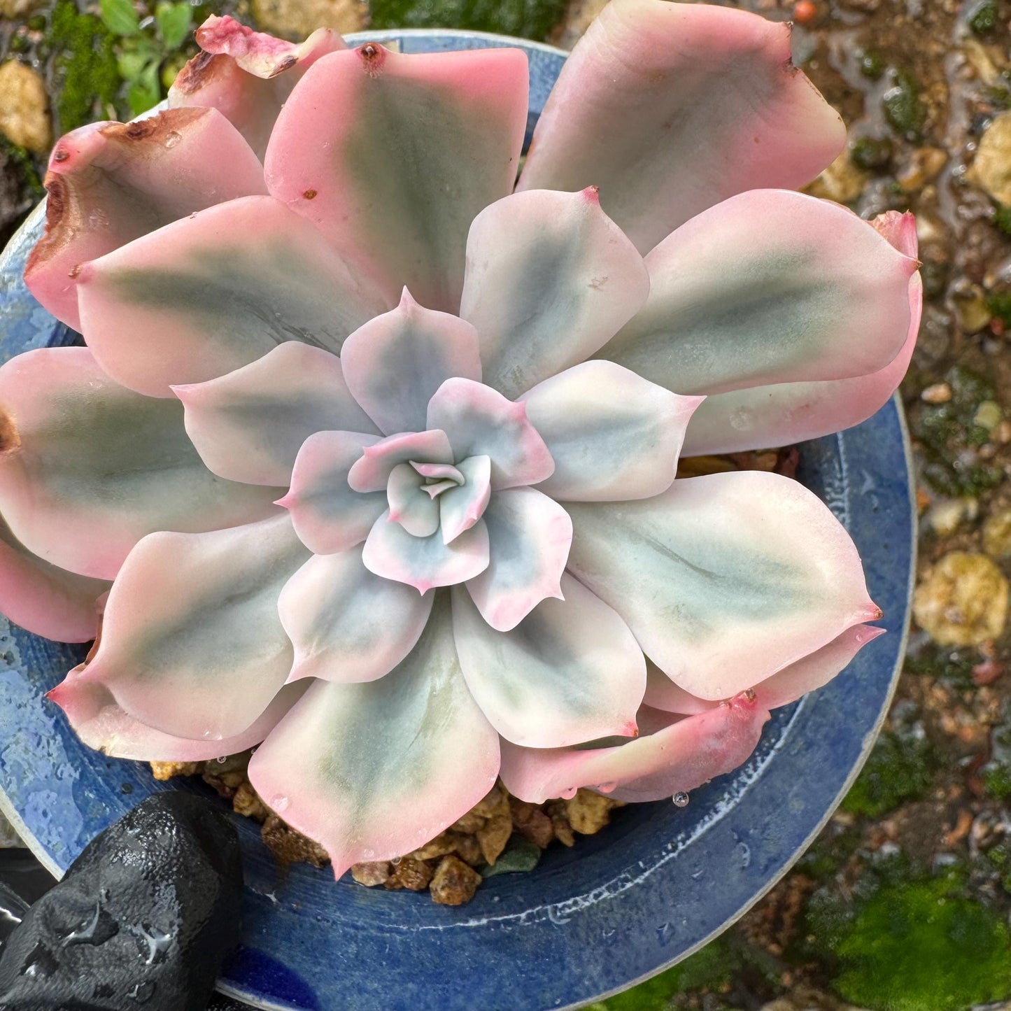 Echeveria 'Imbricata Variegated', single head, nice color, 2.3inches , Imported Rare Succulent, live plant, gift