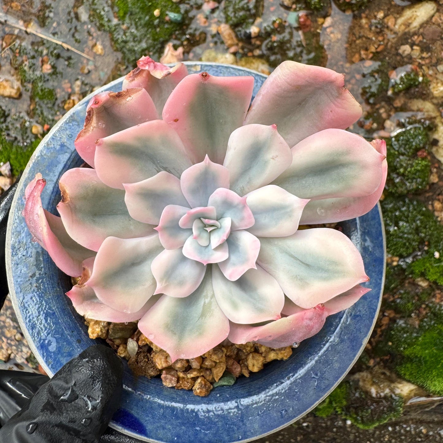 Echeveria 'Imbricata Variegated', single head, nice color, 2.3inches , Imported Rare Succulent, live plant, gift