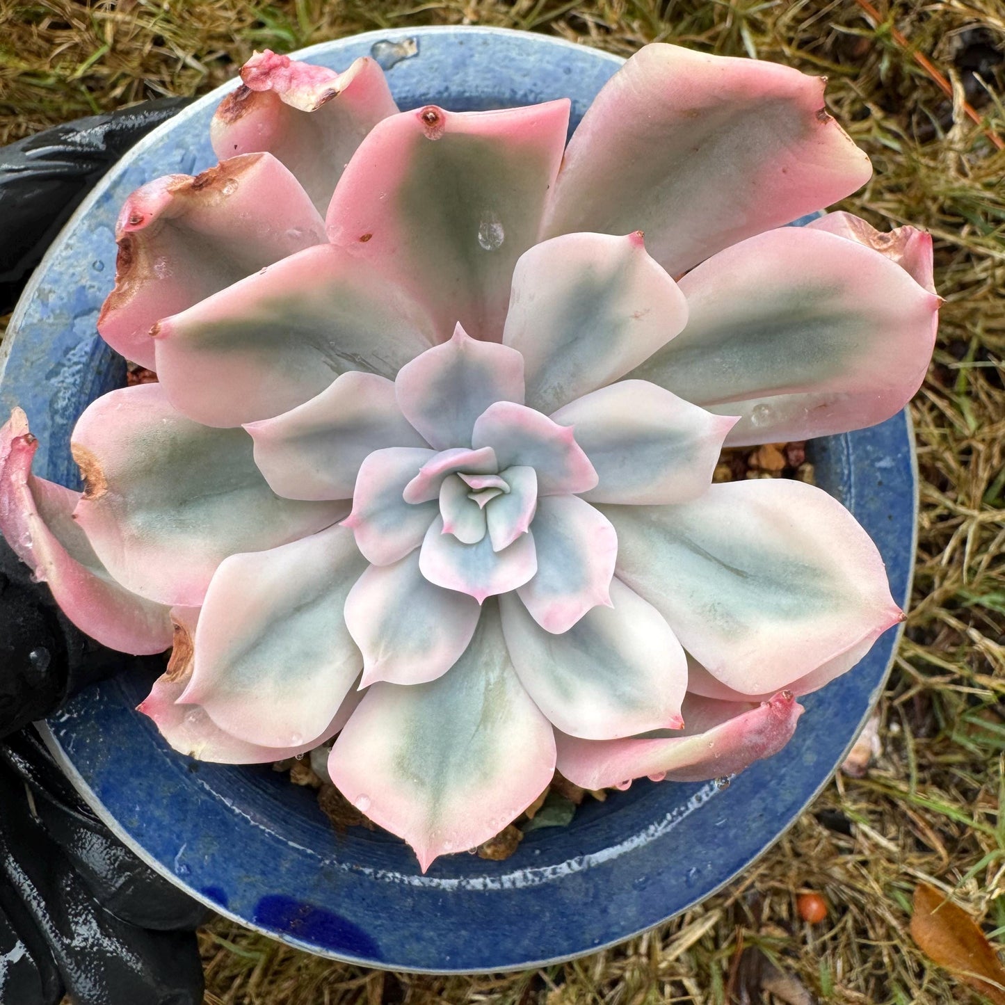 Echeveria 'Imbricata Variegated', single head, nice color, 2.3inches , Imported Rare Succulent, live plant, gift