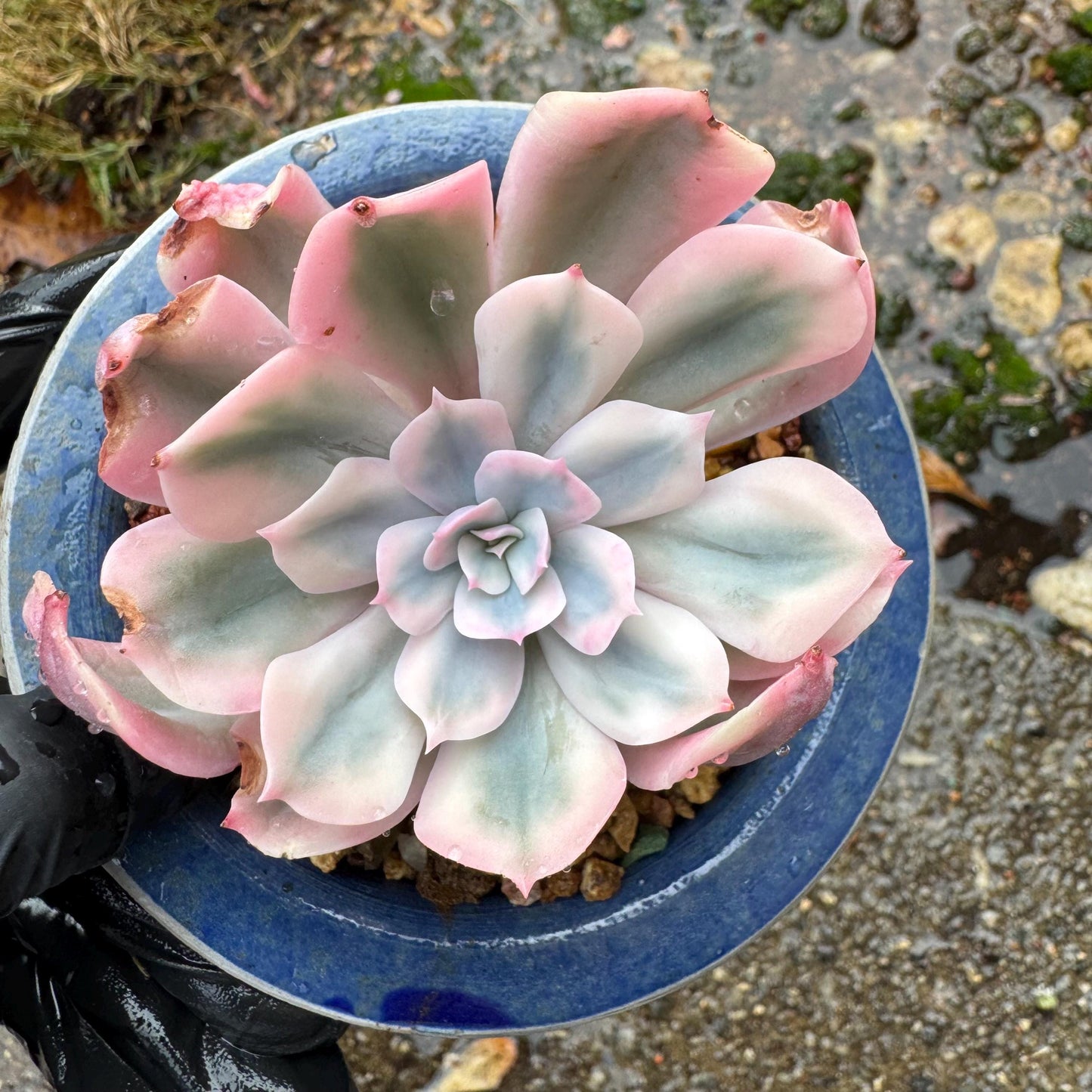 Echeveria 'Imbricata Variegated', single head, nice color, 2.3inches , Imported Rare Succulent, live plant, gift