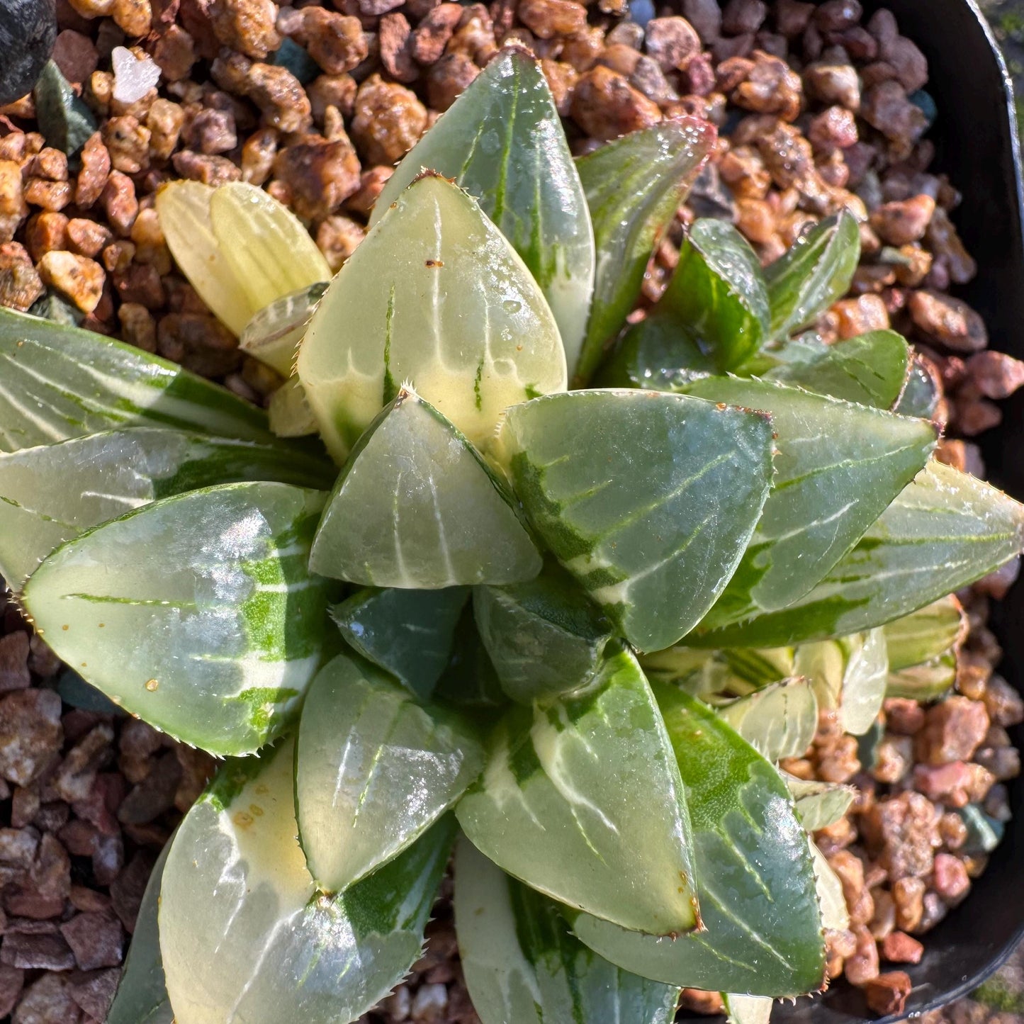 Haworthia' Heidelbergensis Variegated' cluster, 2.6inches, really nice ,  live plant, Imported Rare Succulent , gift