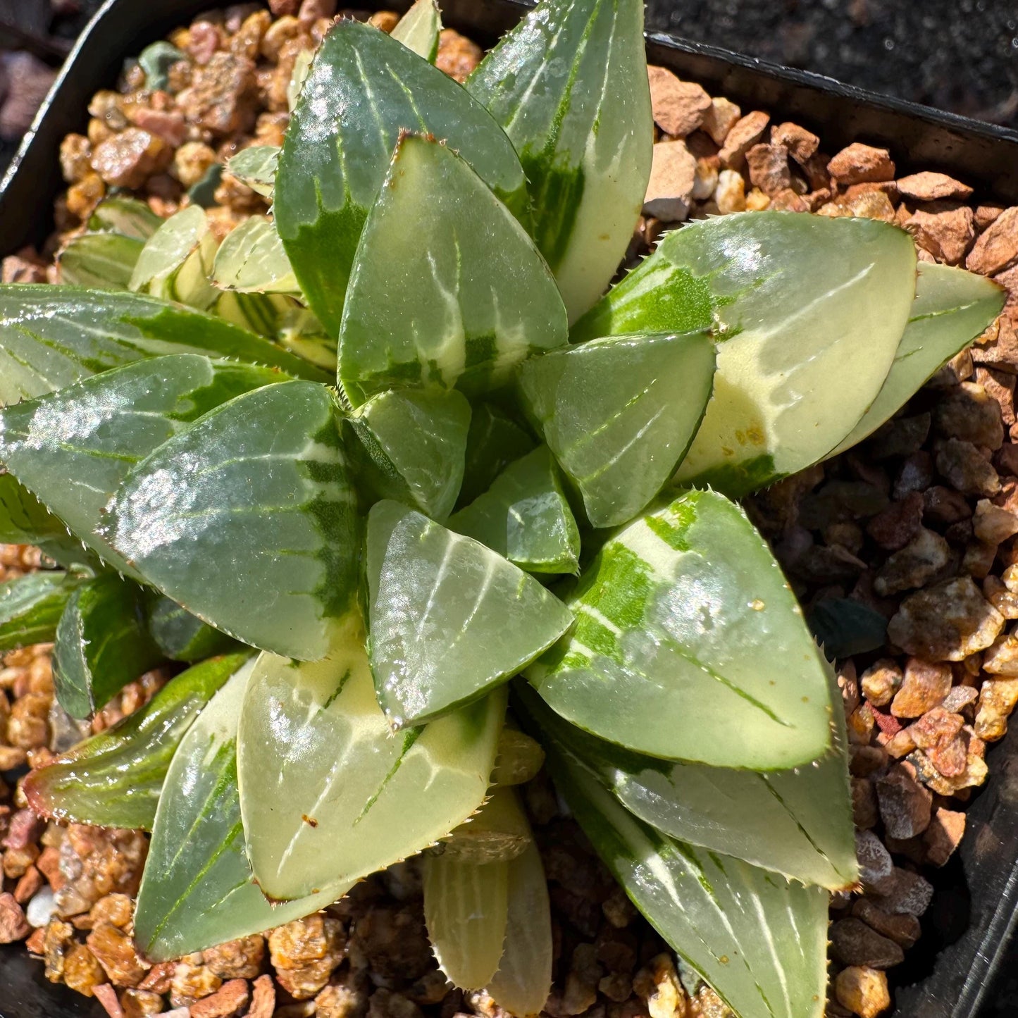 Haworthia' Heidelbergensis Variegated' cluster, 2.6inches, really nice ,  live plant, Imported Rare Succulent , gift