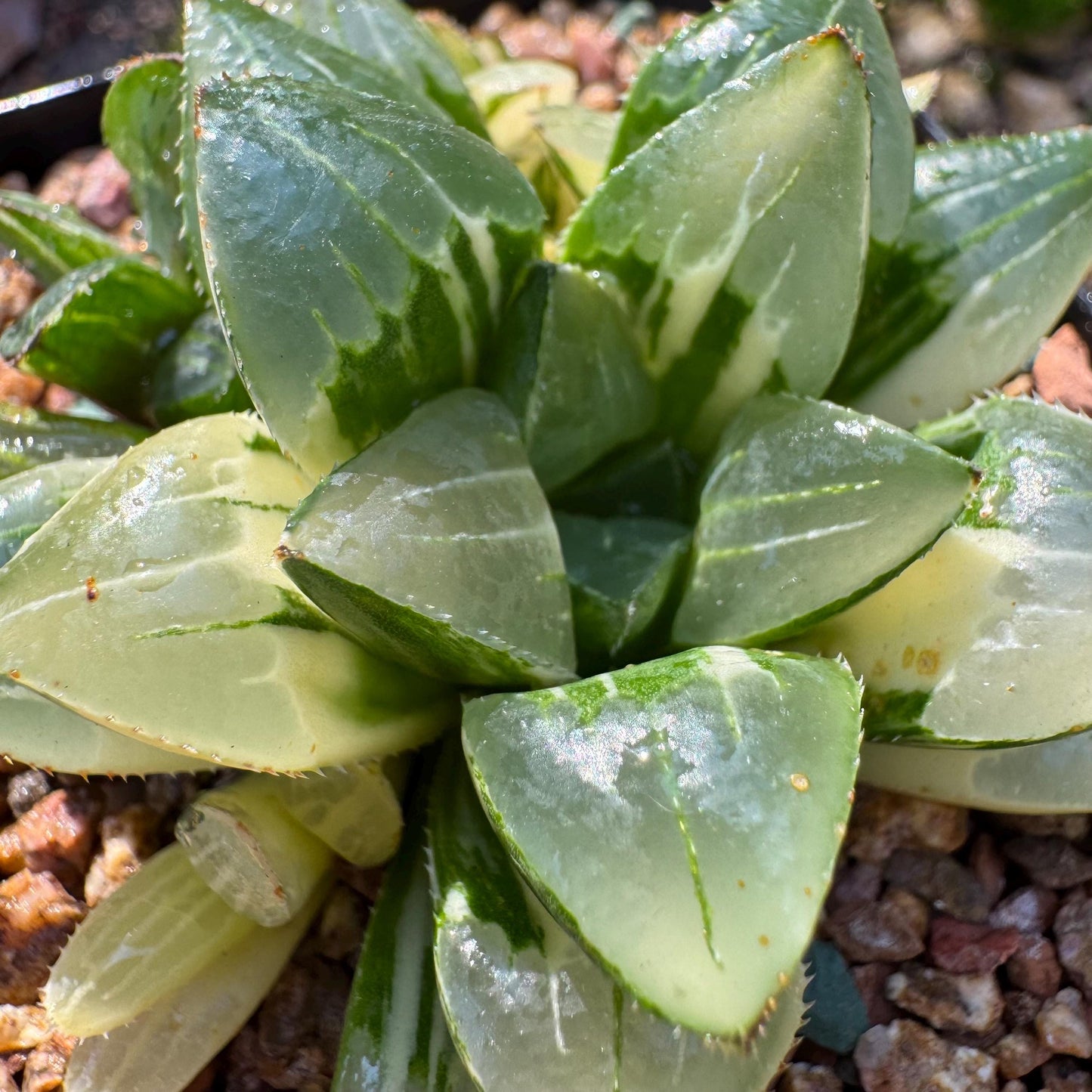 Haworthia' Heidelbergensis Variegated' cluster, 2.6inches, really nice ,  live plant, Imported Rare Succulent , gift