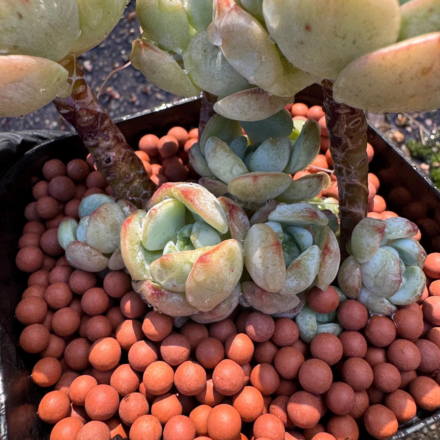 Sedeveria 'Pudgye' cluster , Live plant, 3inches, Bare Root, Imported Rare Succulent