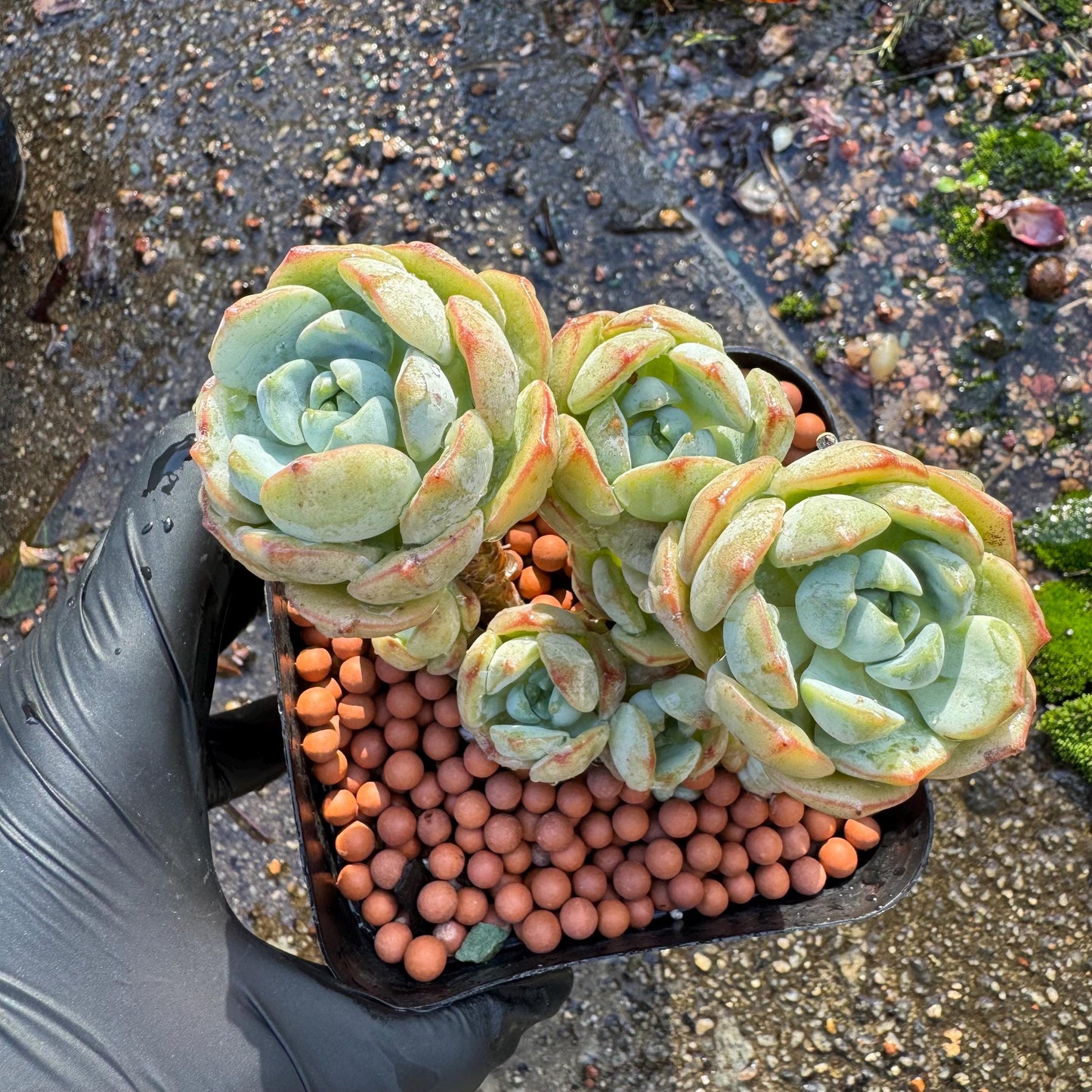 Sedeveria 'Pudgye' cluster , Live plant, 3inches, Bare Root, Imported Rare Succulent