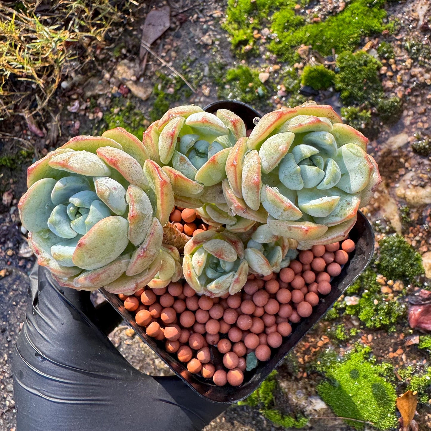 Sedeveria 'Pudgye' cluster , Live plant, 3inches, Bare Root, Imported Rare Succulent