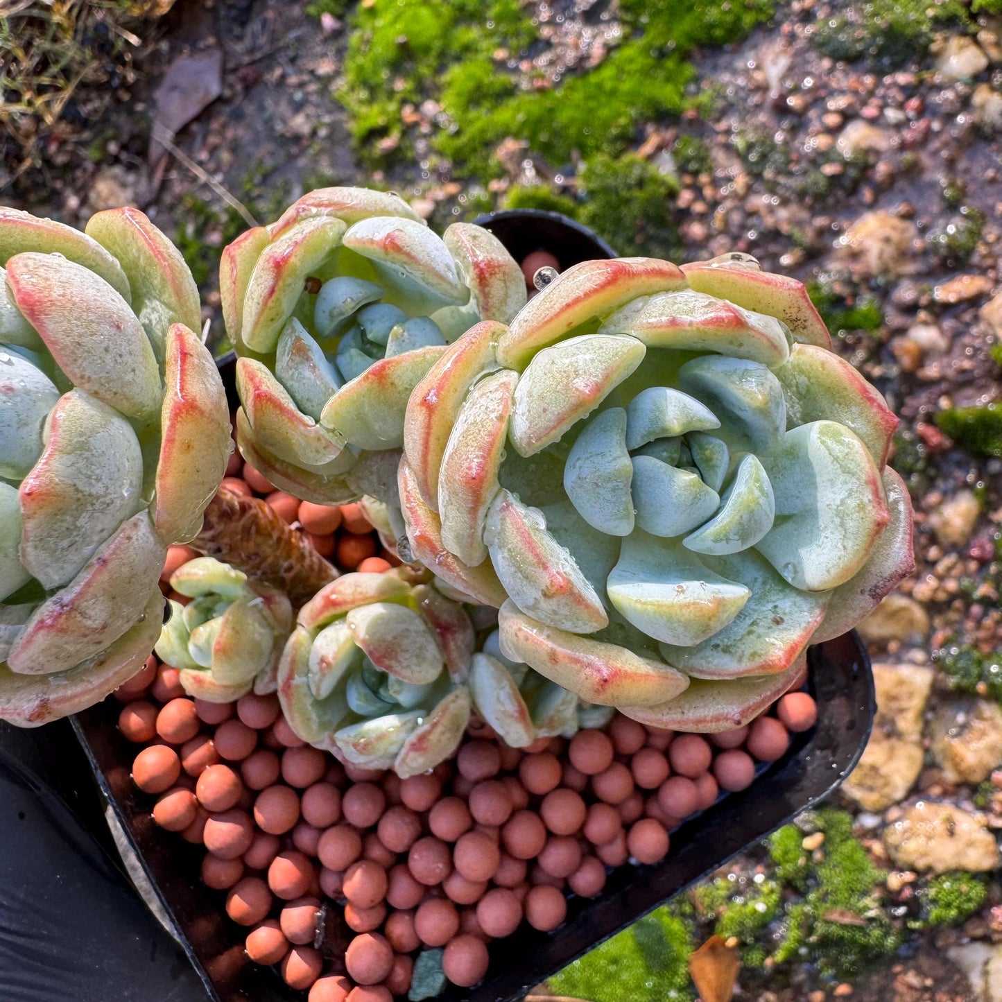 Sedeveria 'Pudgye' cluster , Live plant, 3inches, Bare Root, Imported Rare Succulent