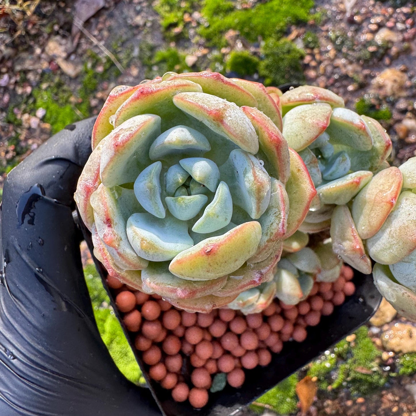 Sedeveria 'Pudgye' cluster , Live plant, 3inches, Bare Root, Imported Rare Succulent