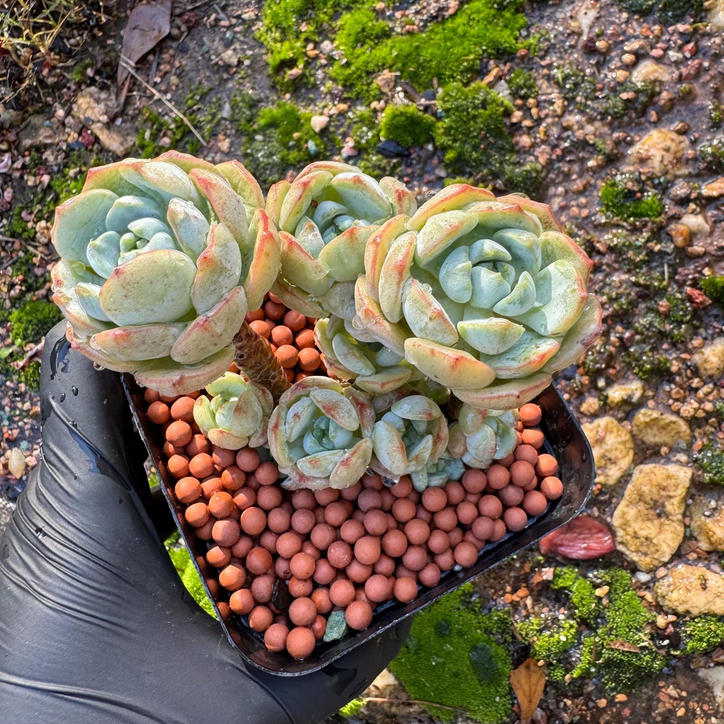 Sedeveria 'Pudgye' cluster , Live plant, 3inches, Bare Root, Imported Rare Succulent