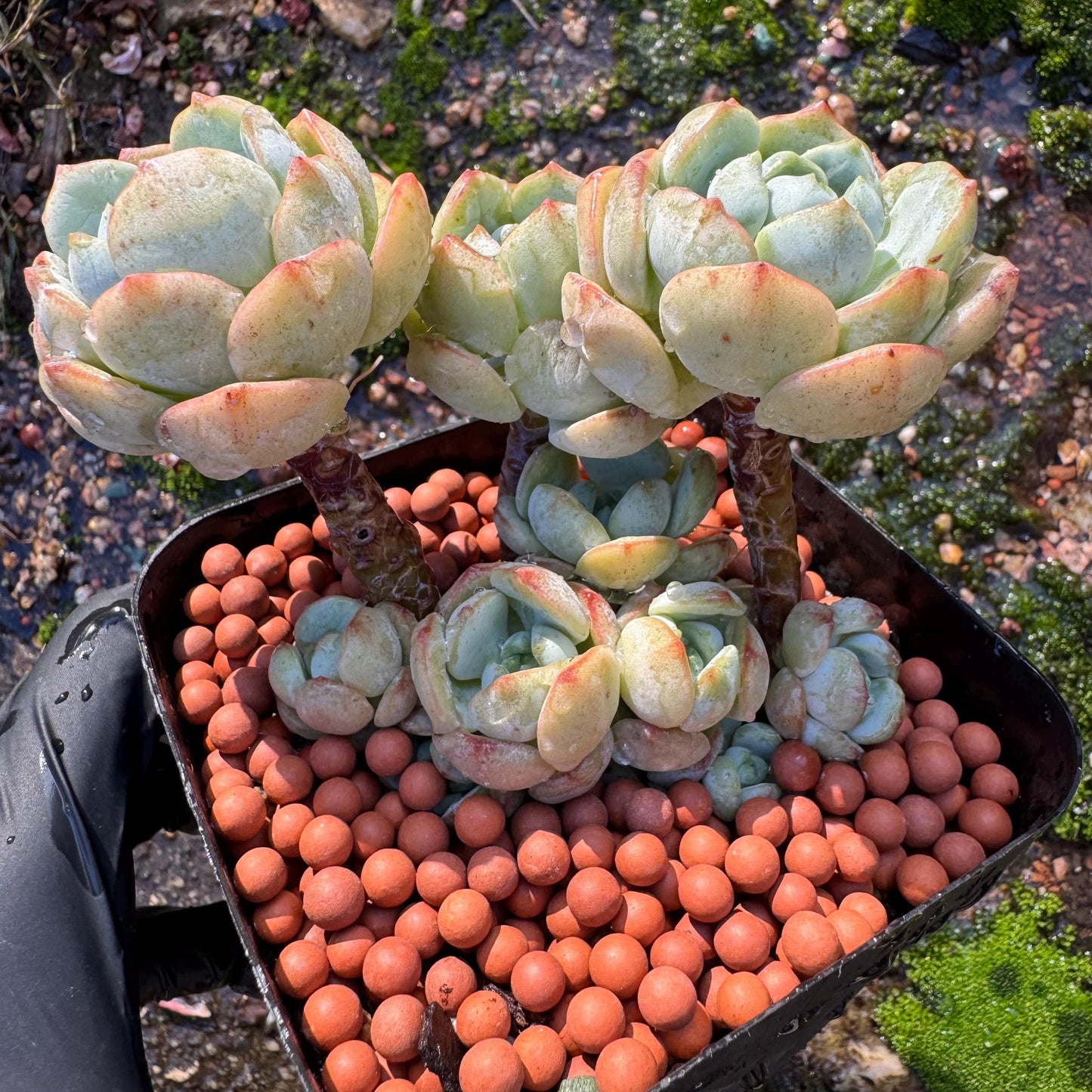 Sedeveria 'Pudgye' cluster , Live plant, 3inches, Bare Root, Imported Rare Succulent