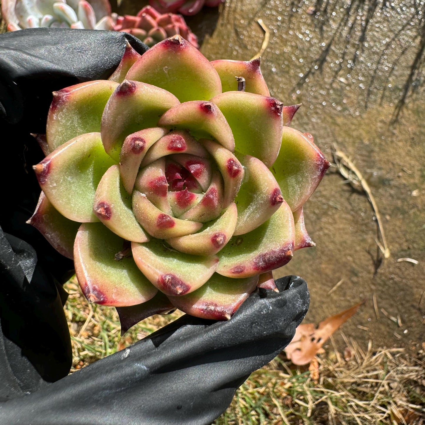 5Pcs Echeveria succulents gift set ,very beautiful color, about 1.7inches, without pot, Bare Root, Imported Rare Succulent,gift