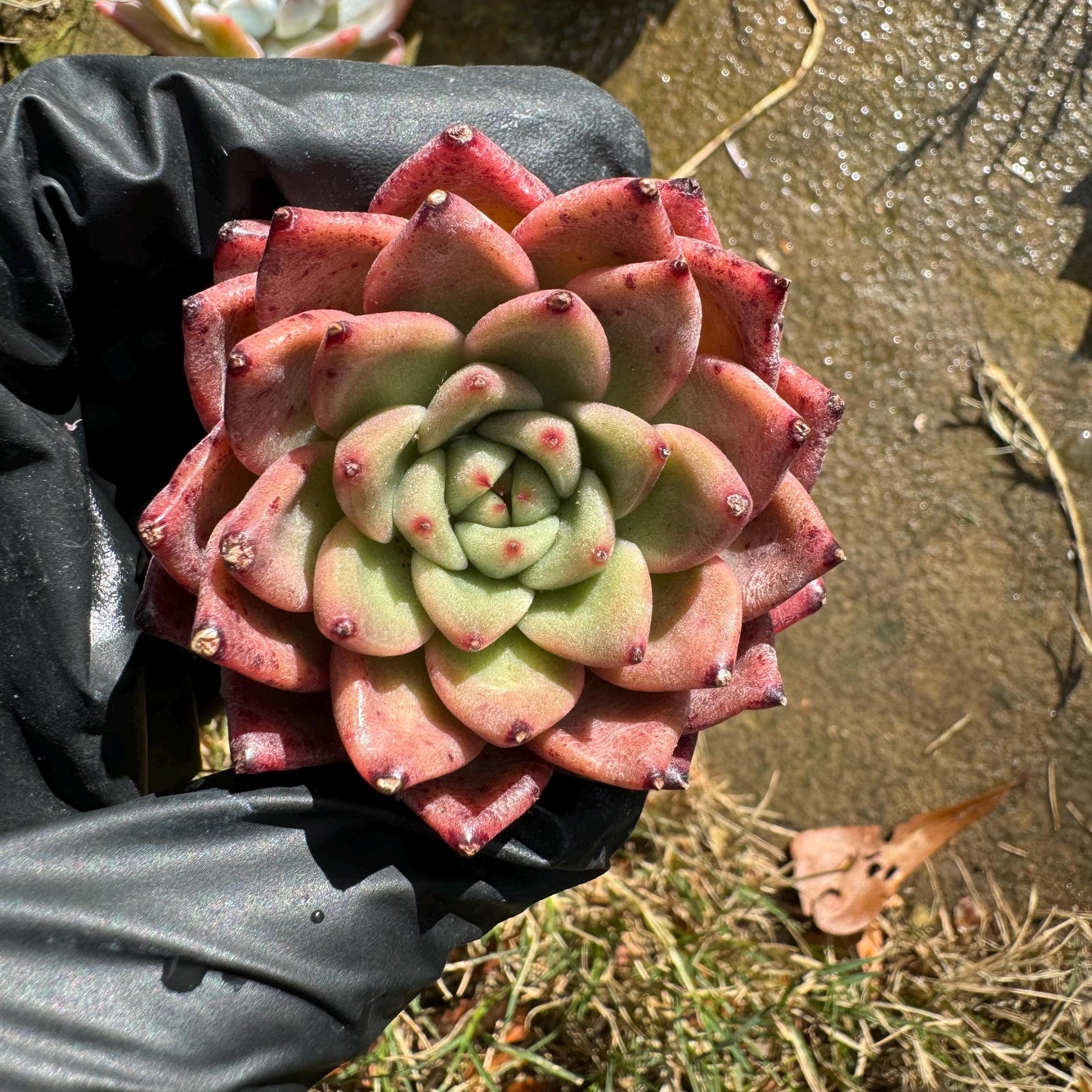 5Pcs Echeveria succulents gift set ,very beautiful color, about 1.7inches, without pot, Bare Root, Imported Rare Succulent,gift