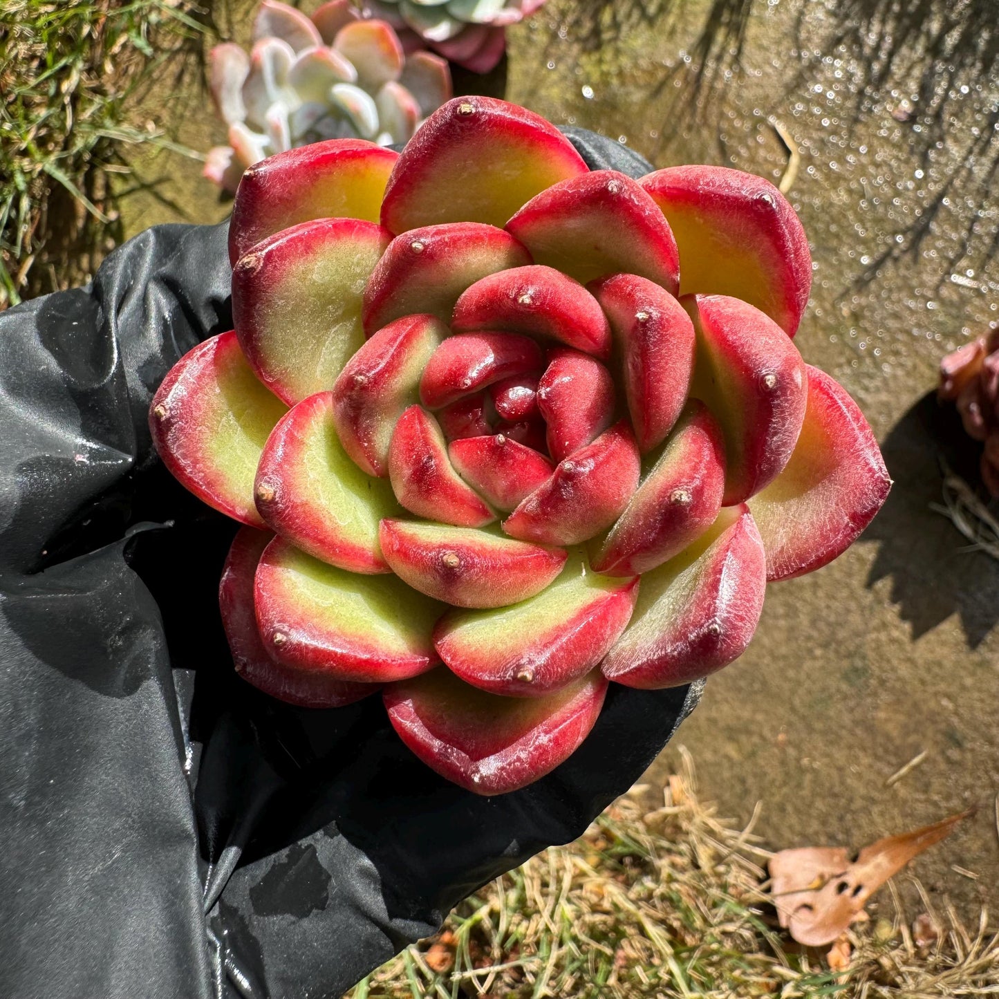 5Pcs Echeveria succulents gift set ,very beautiful color, about 1.7inches, without pot, Bare Root, Imported Rare Succulent,gift