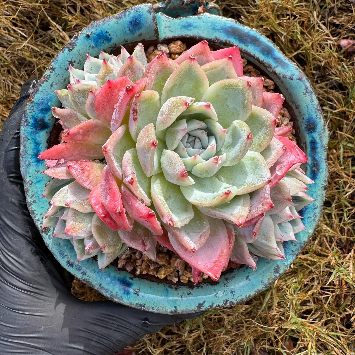 Echeveria 'Angelica sp. ' cluster, 3.9inches , succulent plant, Bare Root, Imported Rare Succulent, live plant