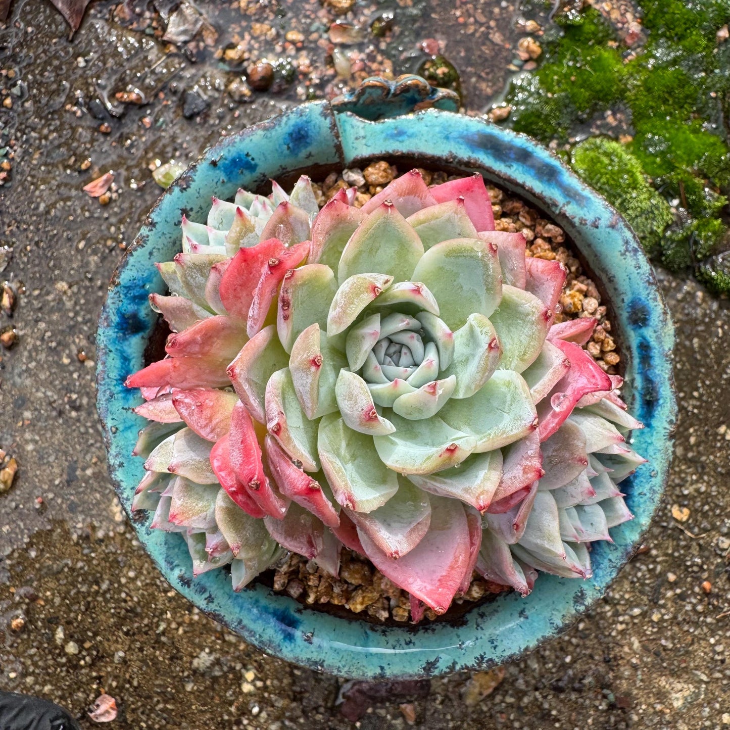 Echeveria 'Angelica sp. ' cluster, 3.9inches , succulent plant, Bare Root, Imported Rare Succulent, live plant