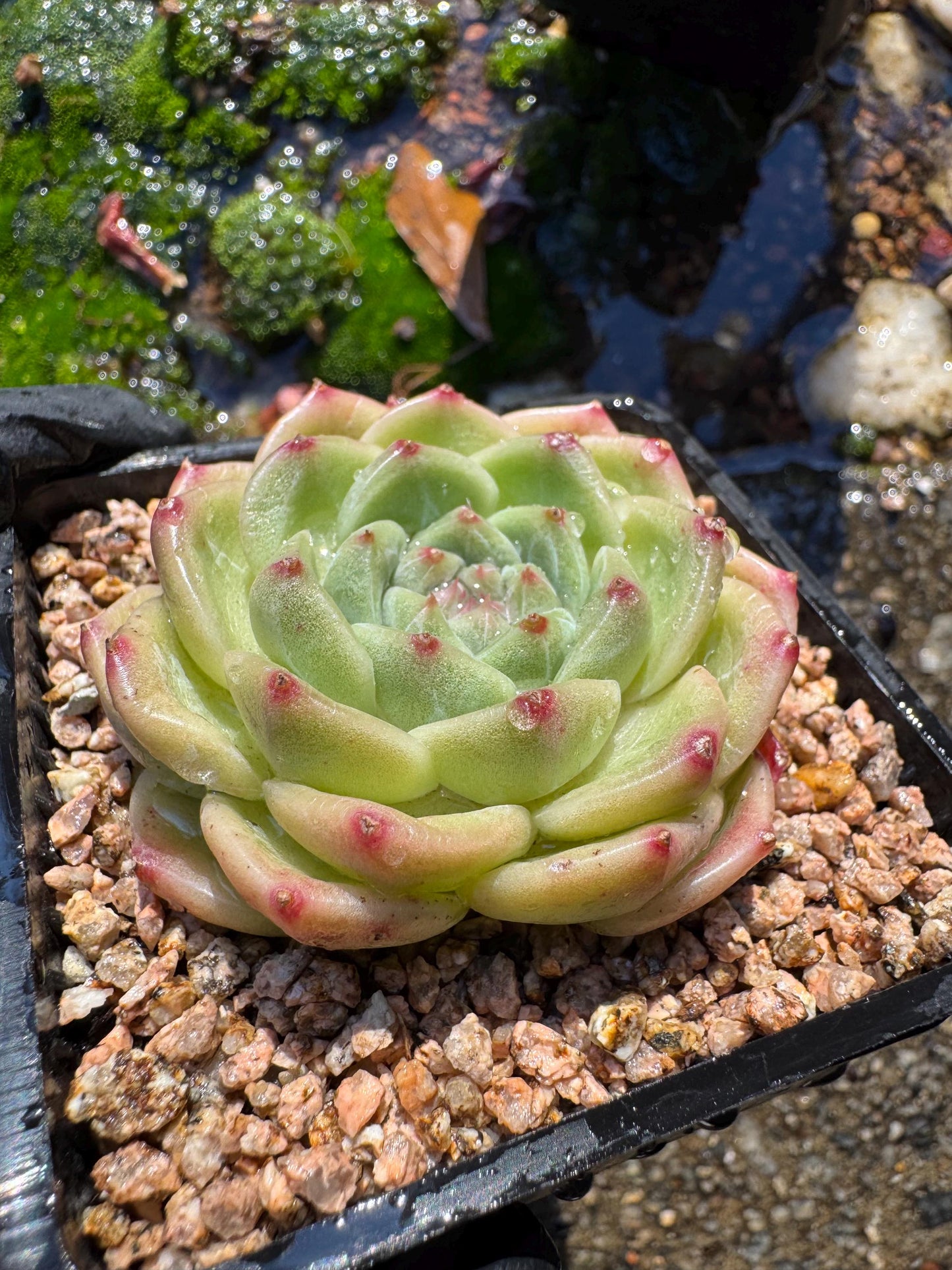 New! Echeveri' bubble Jenny ',  2 inches, single head, nice color , Bare Root, Imported Rare Succulent