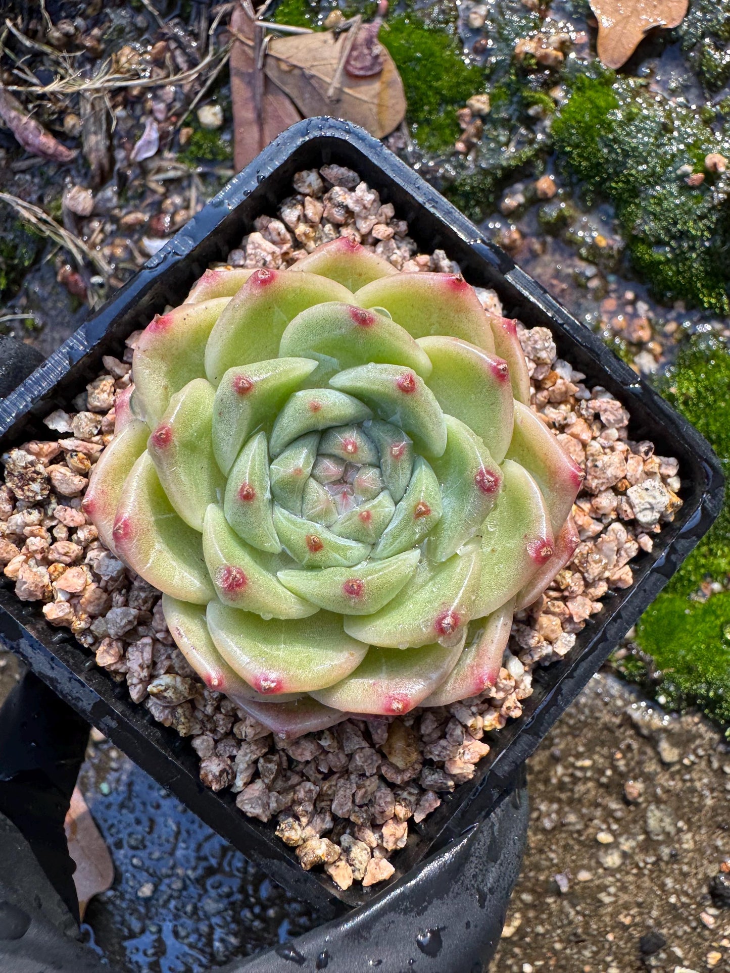 New! Echeveri' bubble Jenny ',  2 inches, single head, nice color , Bare Root, Imported Rare Succulent