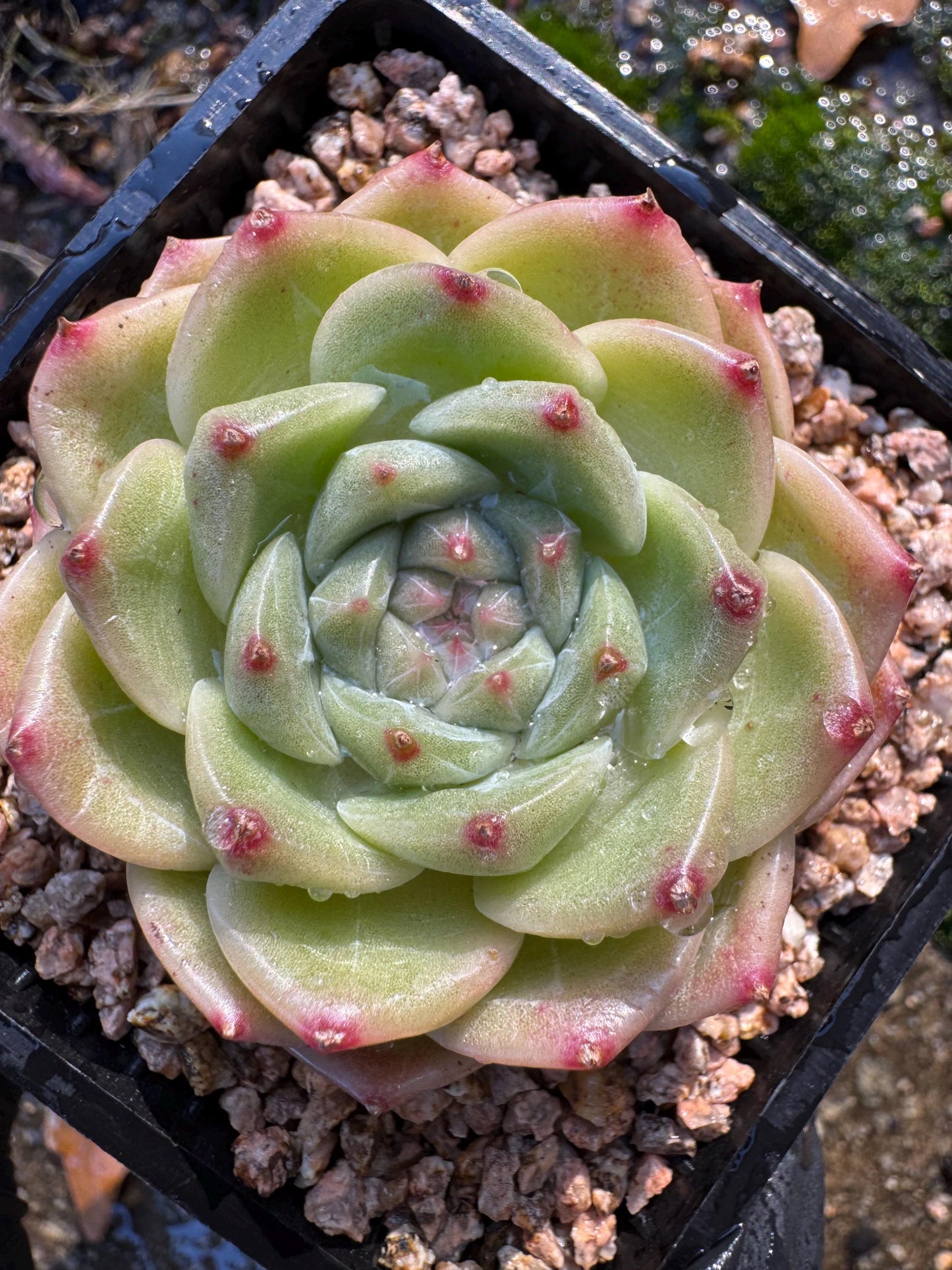 New! Echeveri' bubble Jenny ',  2 inches, single head, nice color , Bare Root, Imported Rare Succulent