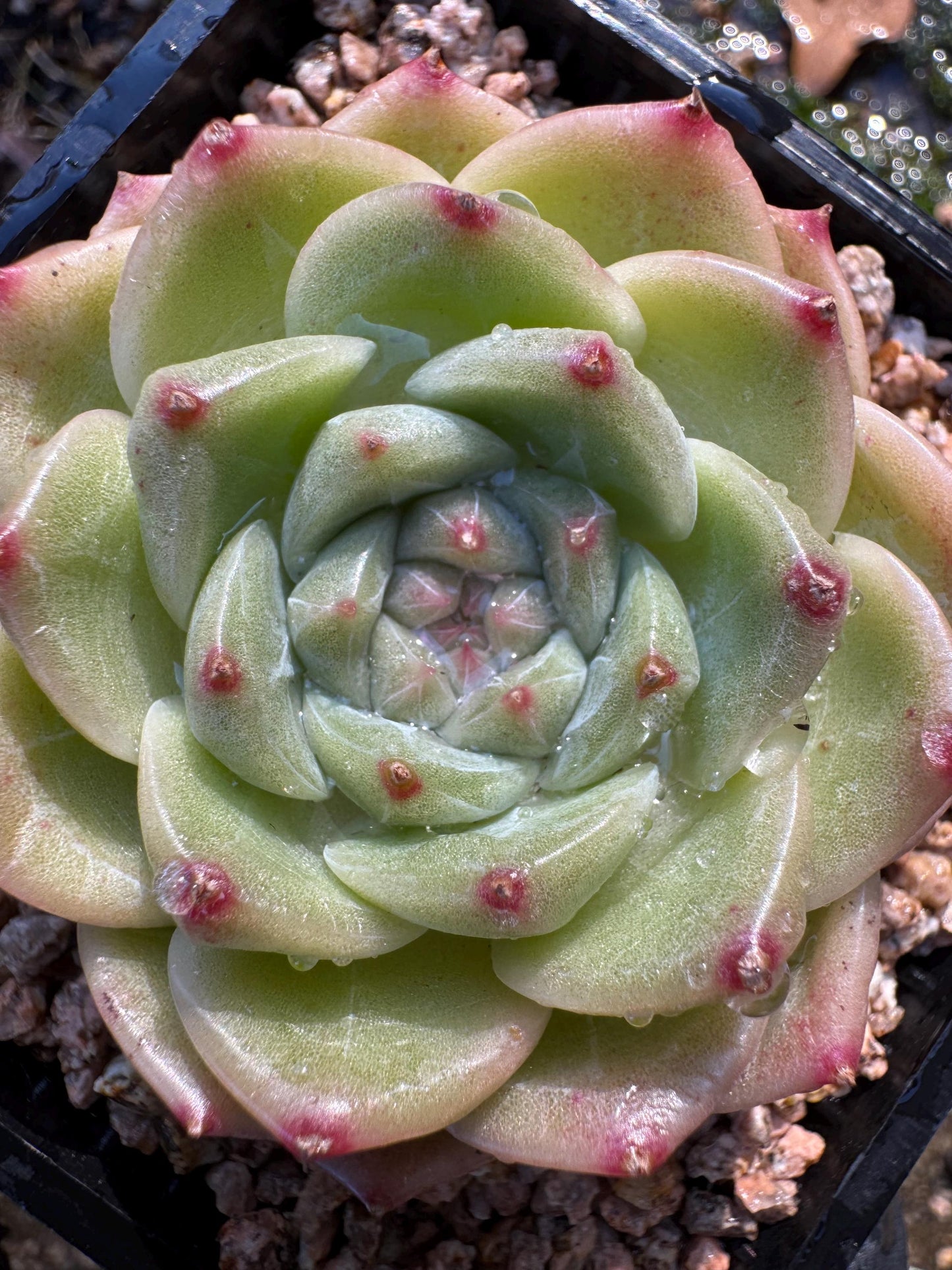 New! Echeveri' bubble Jenny ',  2 inches, single head, nice color , Bare Root, Imported Rare Succulent