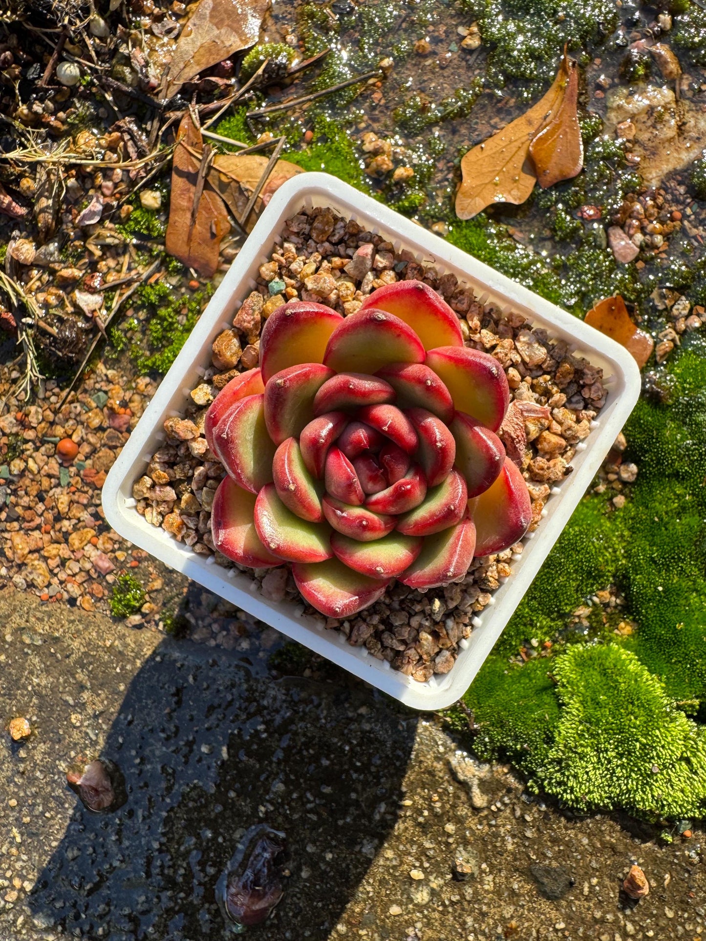 Echeveria ‘Mont Blanc’ , tiny  single head, 2inches,   nice color, great quality,  Bare Root, Imported Rare Succulent, gift