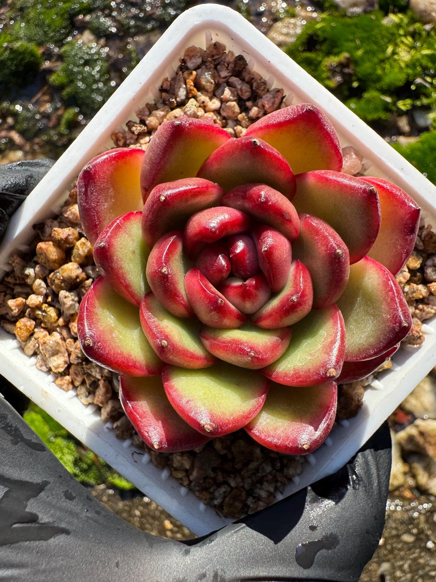 Echeveria ‘Mont Blanc’ , tiny  single head, 2inches,   nice color, great quality,  Bare Root, Imported Rare Succulent, gift