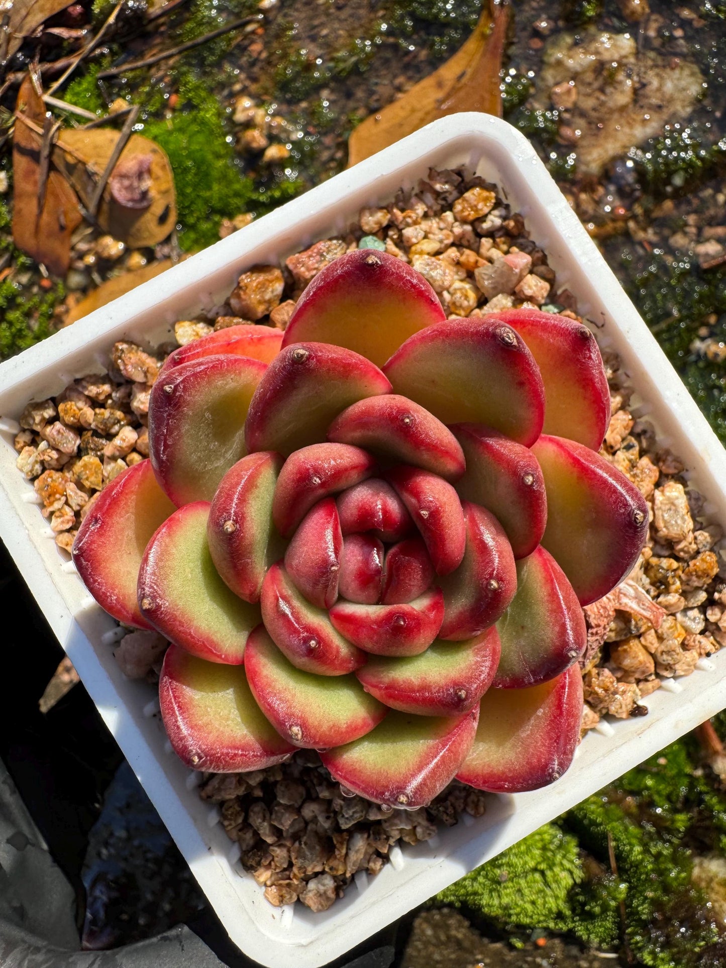 Echeveria ‘Mont Blanc’ , tiny  single head, 2inches,   nice color, great quality,  Bare Root, Imported Rare Succulent, gift