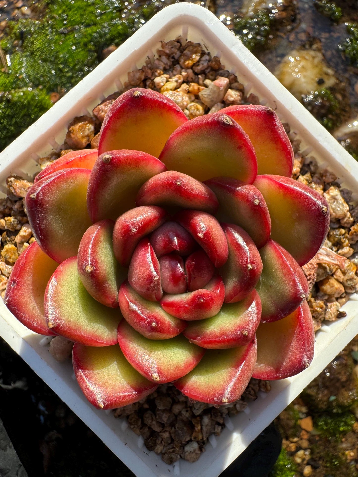 Echeveria ‘Mont Blanc’ , tiny  single head, 2inches,   nice color, great quality,  Bare Root, Imported Rare Succulent, gift