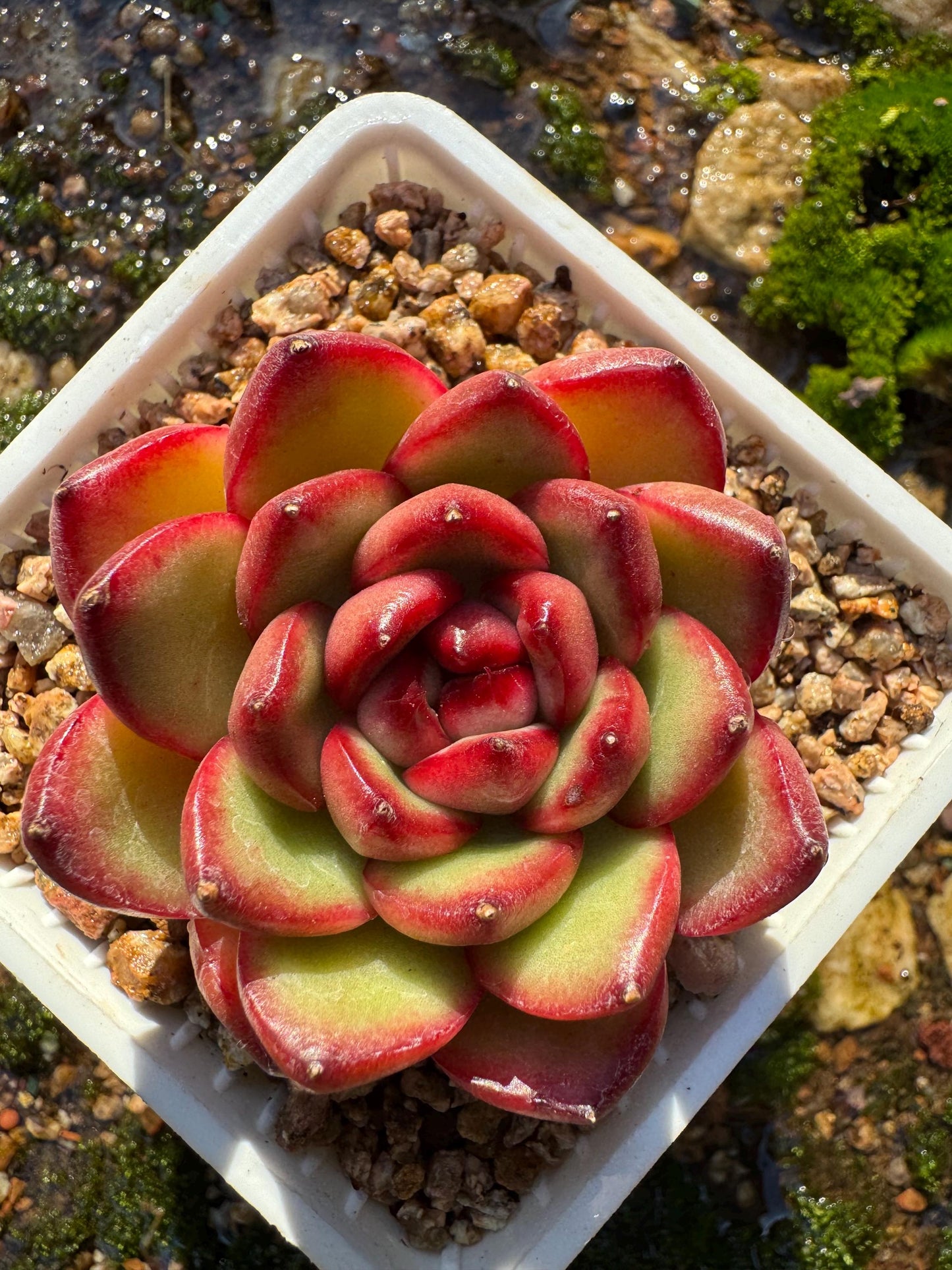 Echeveria ‘Mont Blanc’ , tiny  single head, 2inches,   nice color, great quality,  Bare Root, Imported Rare Succulent, gift