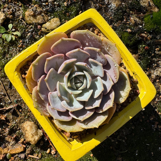 Echeveria 'Pink butterfly ', 1head,  3.1inches, ( mixed Onslow X Laura,) Bare Root, Imported Rare Succulent, live plant, gift