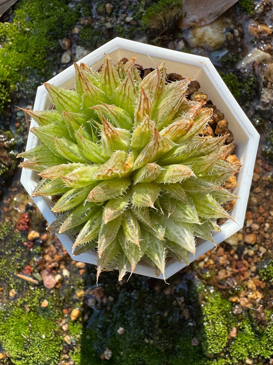 Haworthia Variegated, 2heads, 2.1 inches, bare Root, Imported Rare Succulent