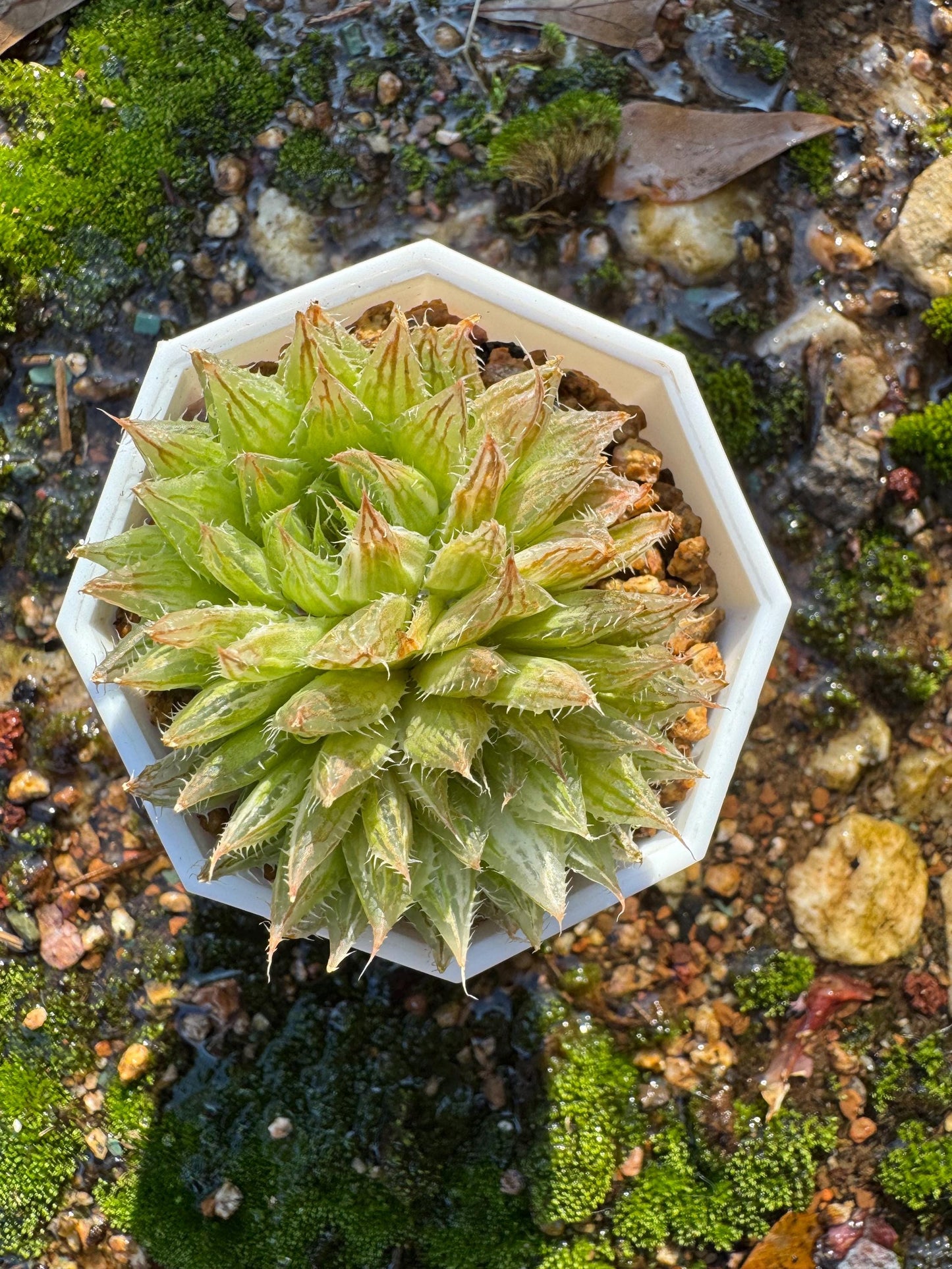 Haworthia Variegated, 2heads, 2.1 inches, bare Root, Imported Rare Succulent