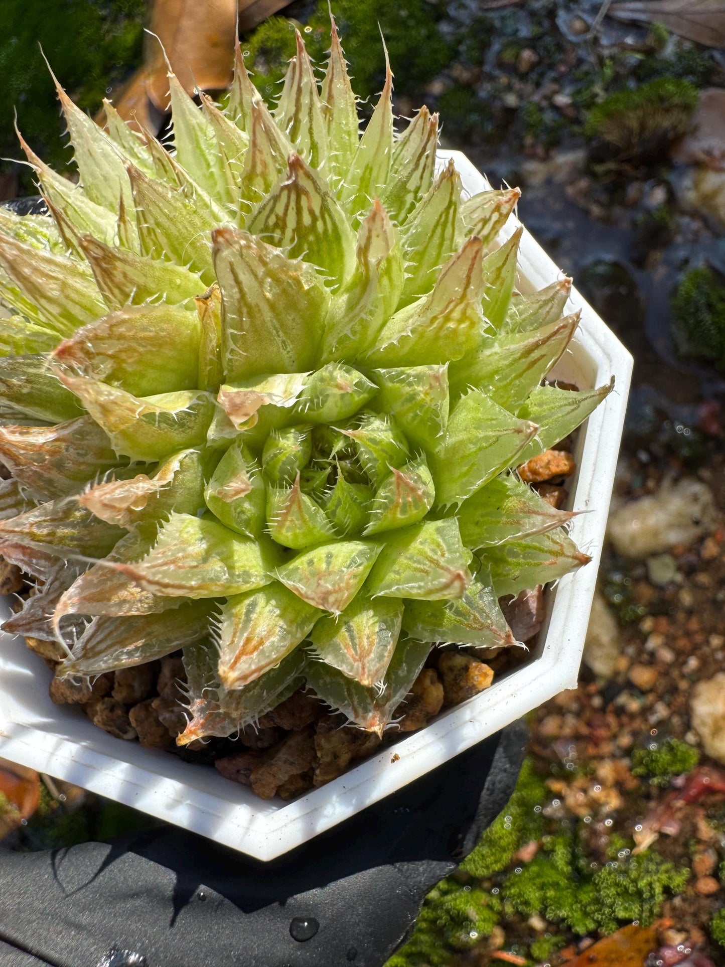 Haworthia Variegated, 2heads, 2.1 inches, bare Root, Imported Rare Succulent