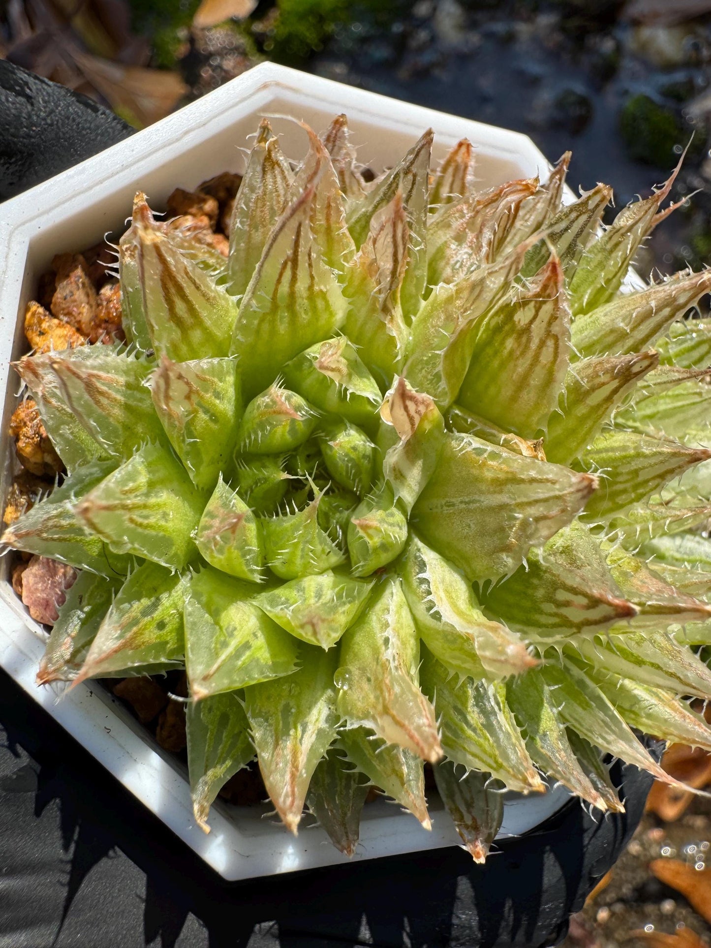 Haworthia Variegated, 2heads, 2.1 inches, bare Root, Imported Rare Succulent